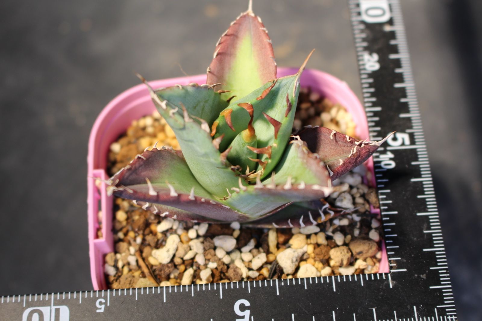 アガベ オテロイ / Agave oteroi 信州実生33 - メルカリ