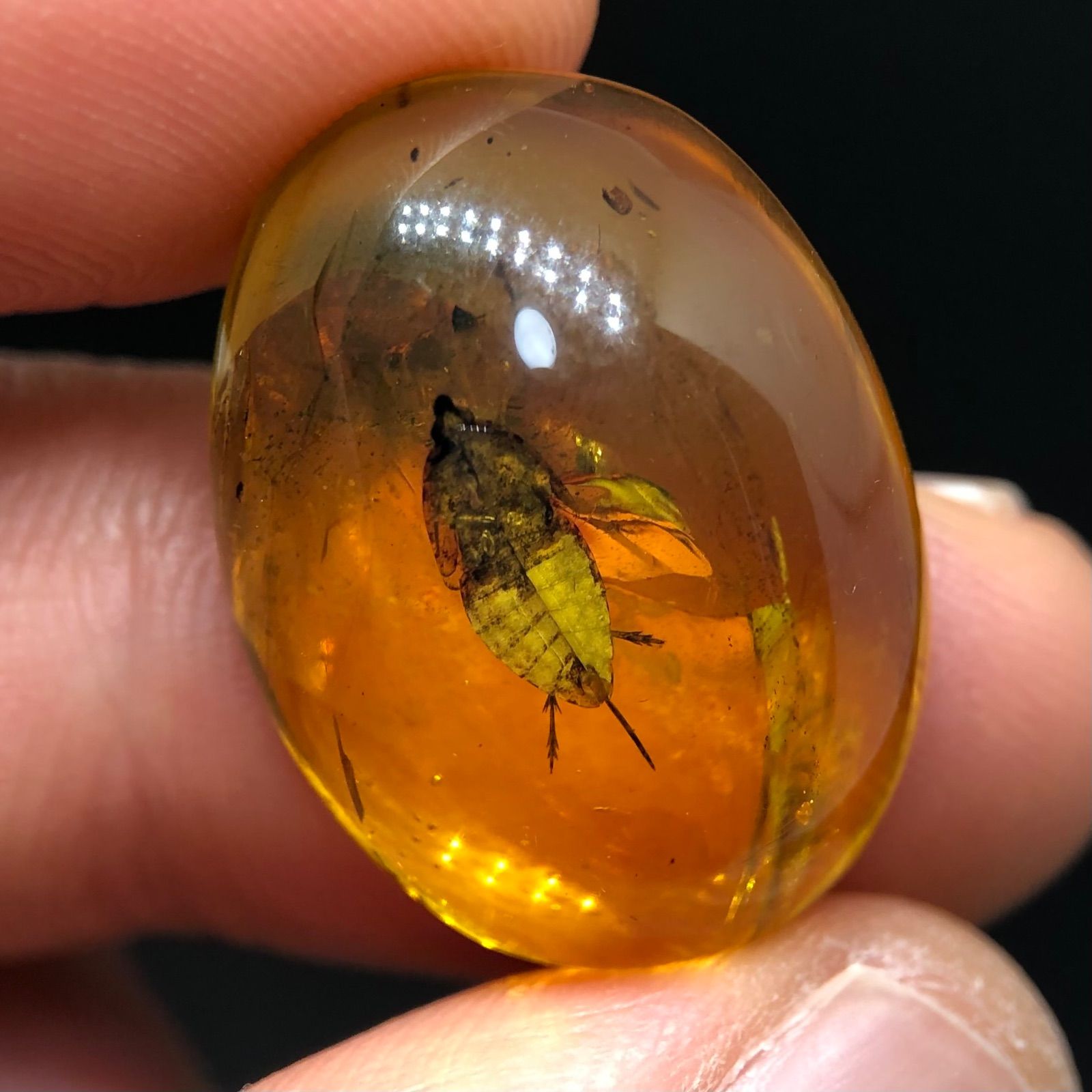 白亜紀 ビルマ琥珀 虫入り 化石 虫入りです！白亜紀、約1億年前の恐竜