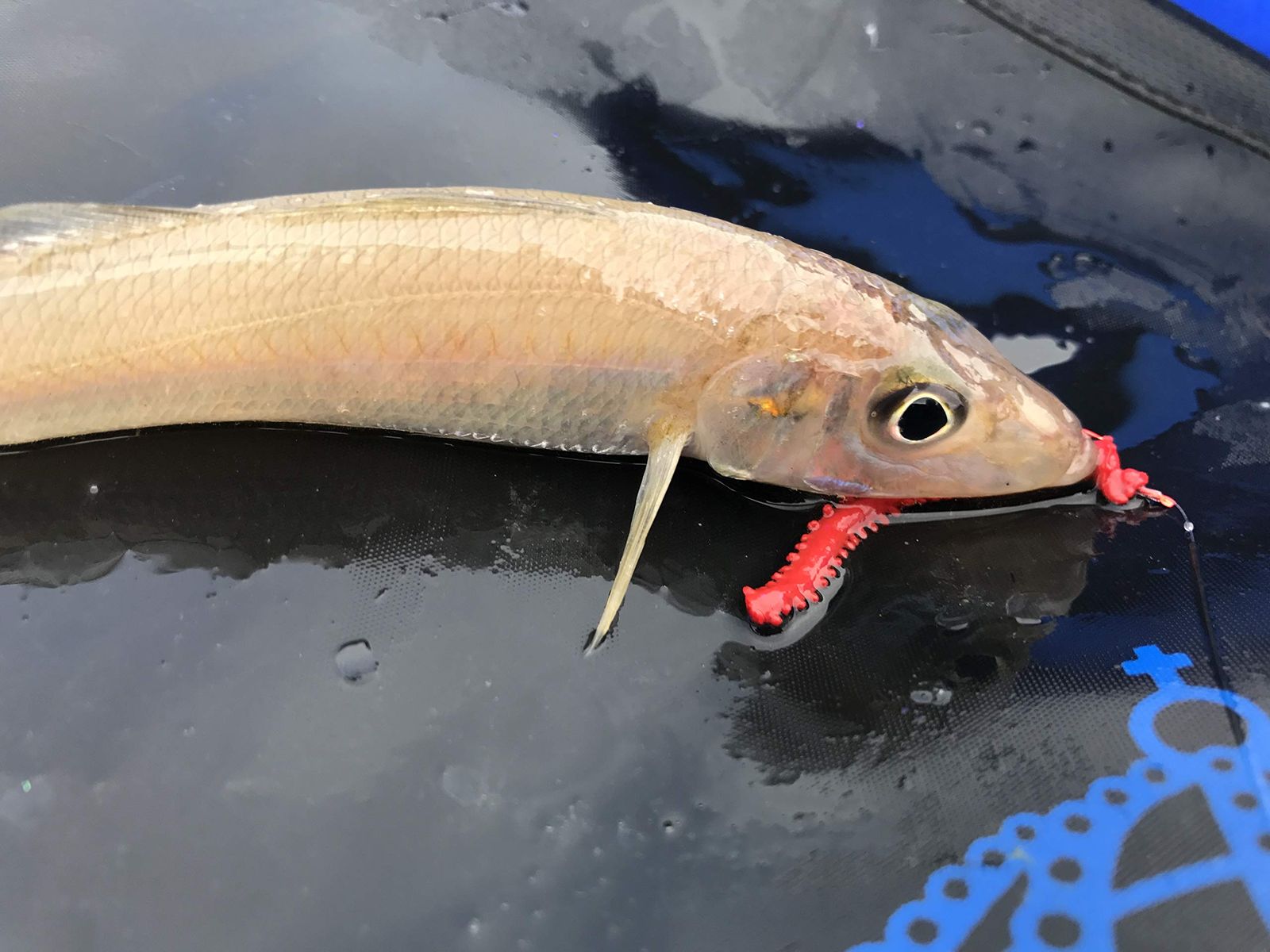 M-キス先調子8 2モバイル4