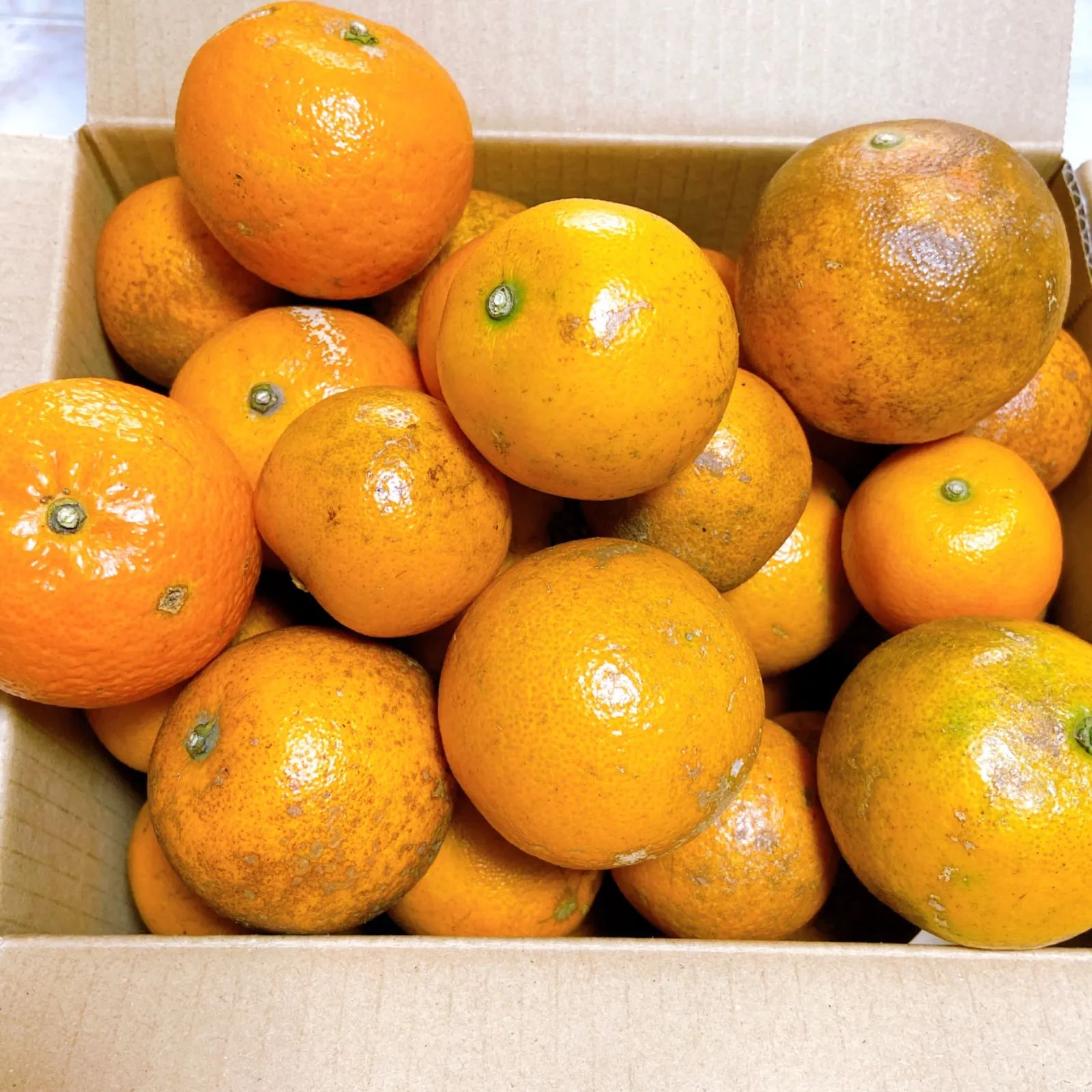 予約】奄美大島産 完熟たんかん 10kg 世界遺産 - メルカリ