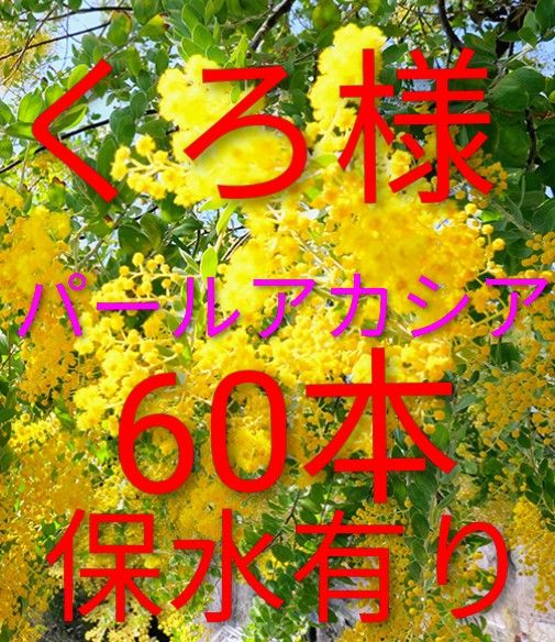 くろ様専用ページ パールアカシア60本 保水有り - メルカリ