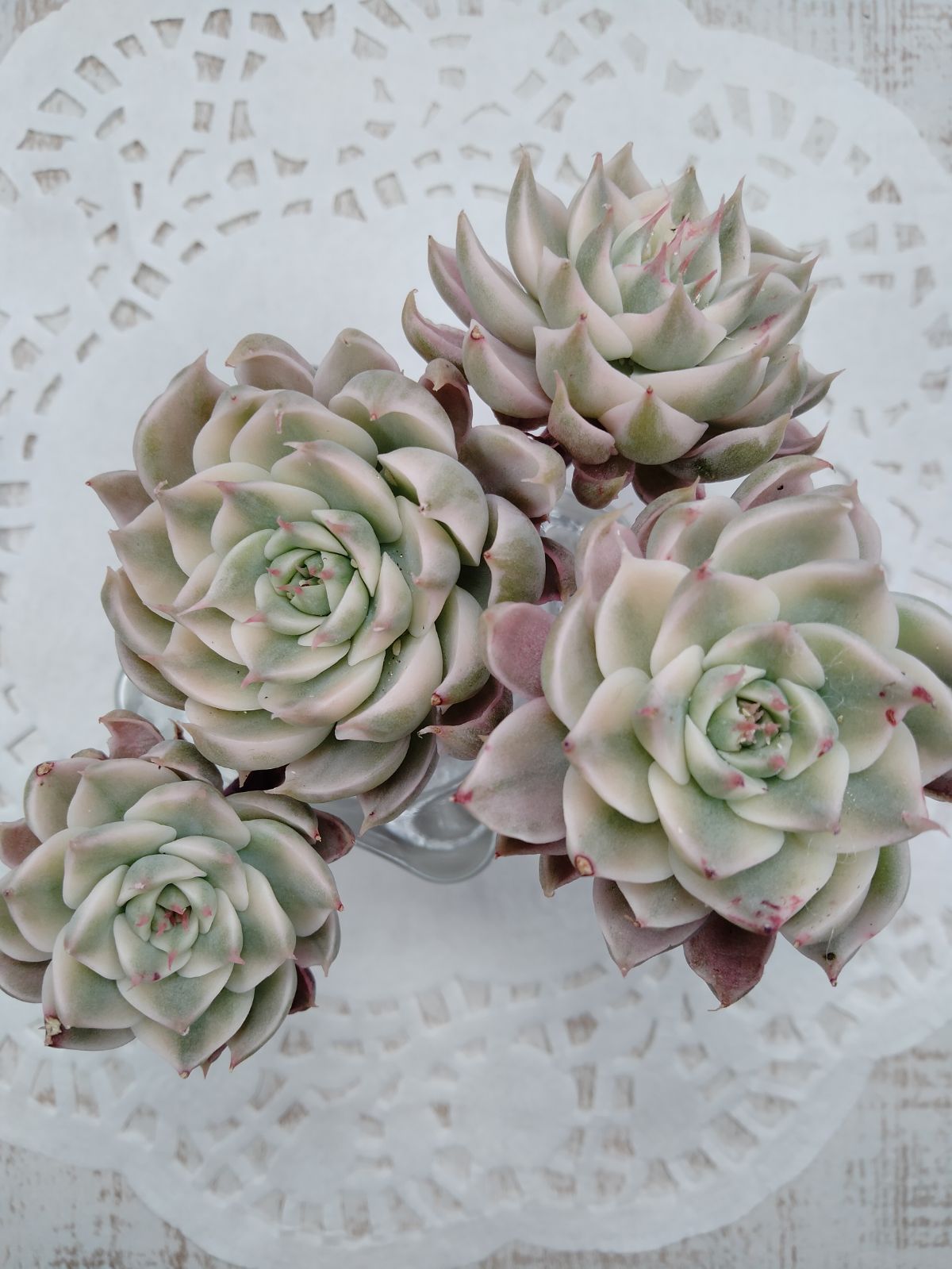 マーガレットレッピン錦 A - メルカリ