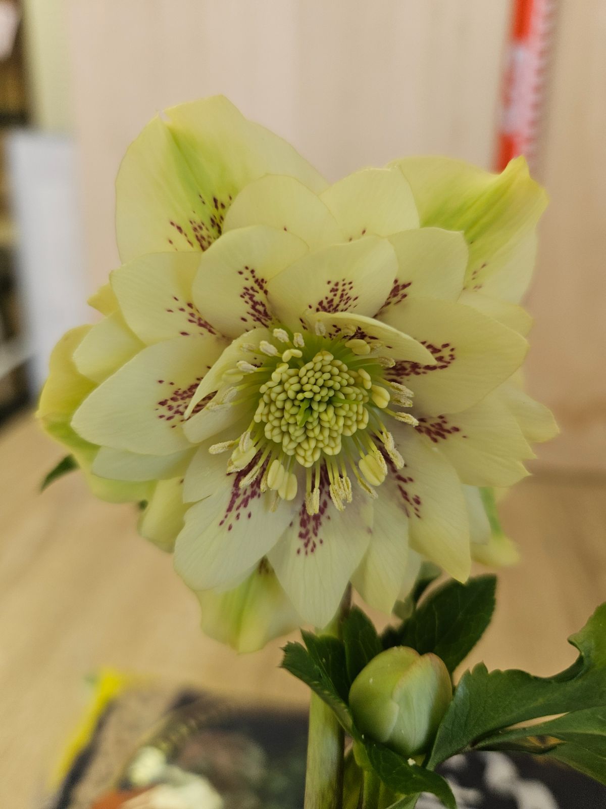 クリスマスローズ ダブル7 - メルカリ