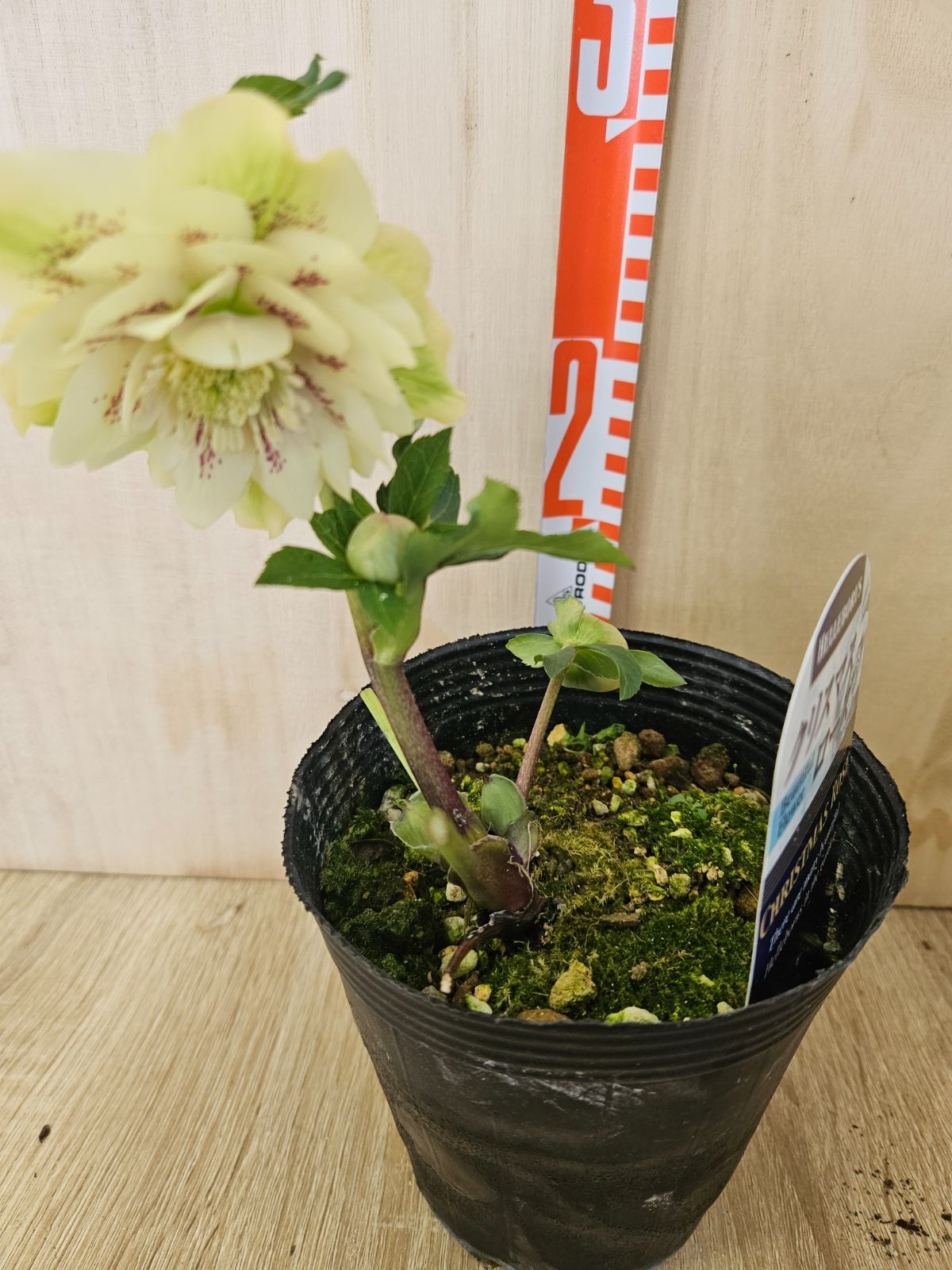 クリスマスローズ ダブル7 - メルカリ