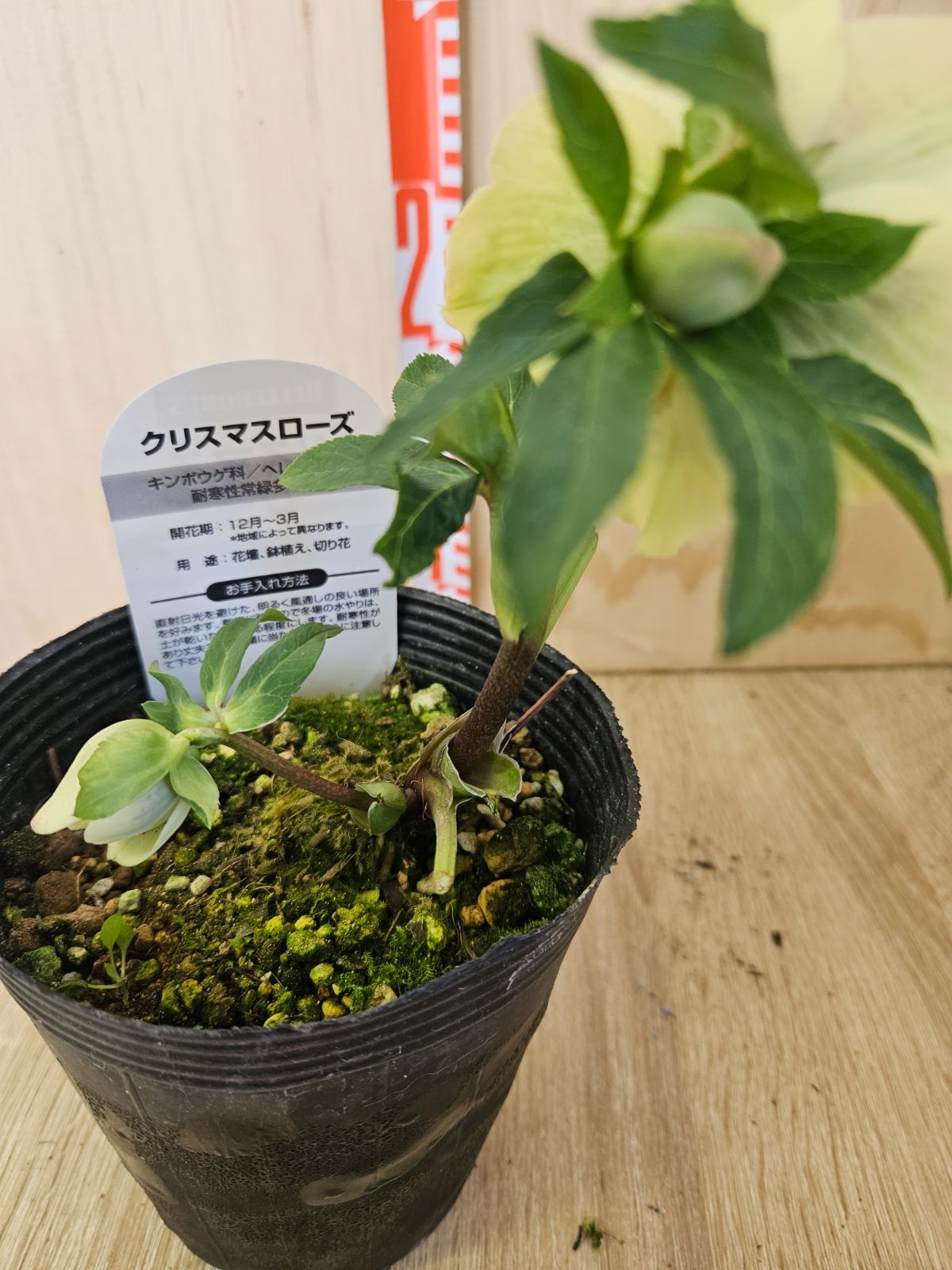 クリスマスローズ ダブル7 - メルカリ