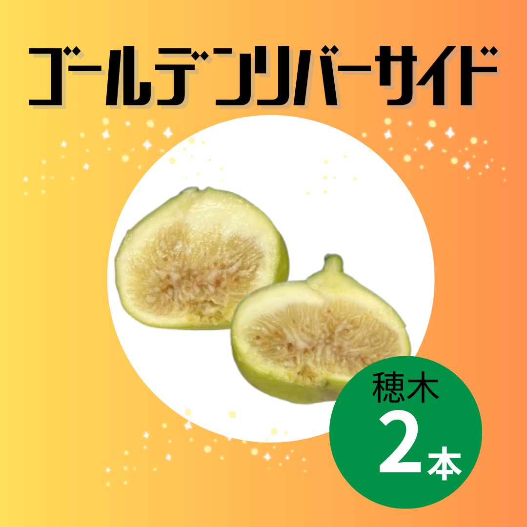 イチジク ゴールデンリバーサイド 穂木2本 - メルカリ