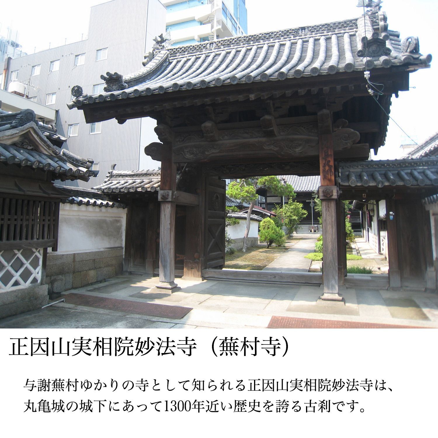 妙法寺開眼‐ウサギ 兎