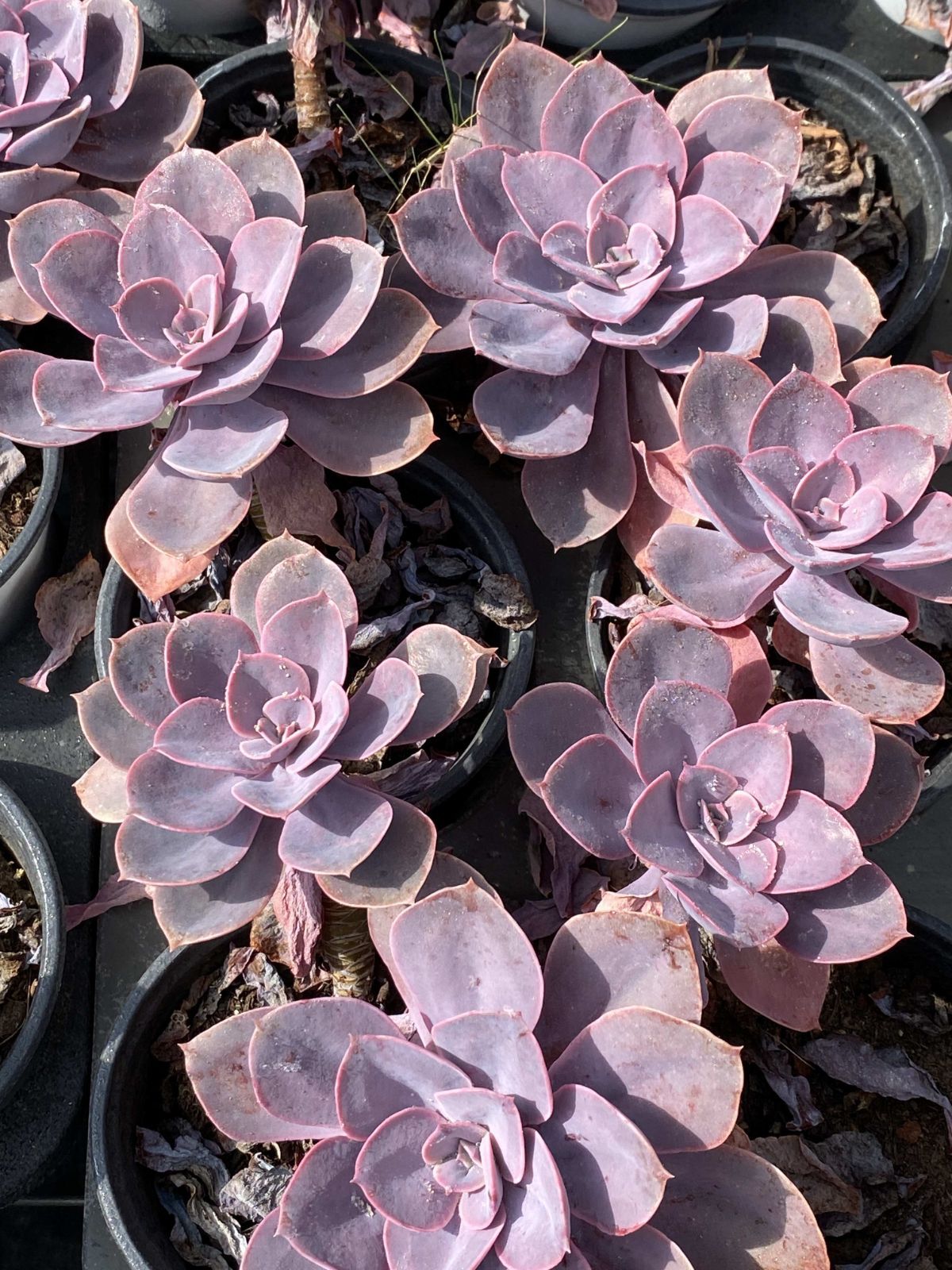 18株の抜き苗セット シランゲ 多肉植物 佐川急便発送 エケベリア 韓国