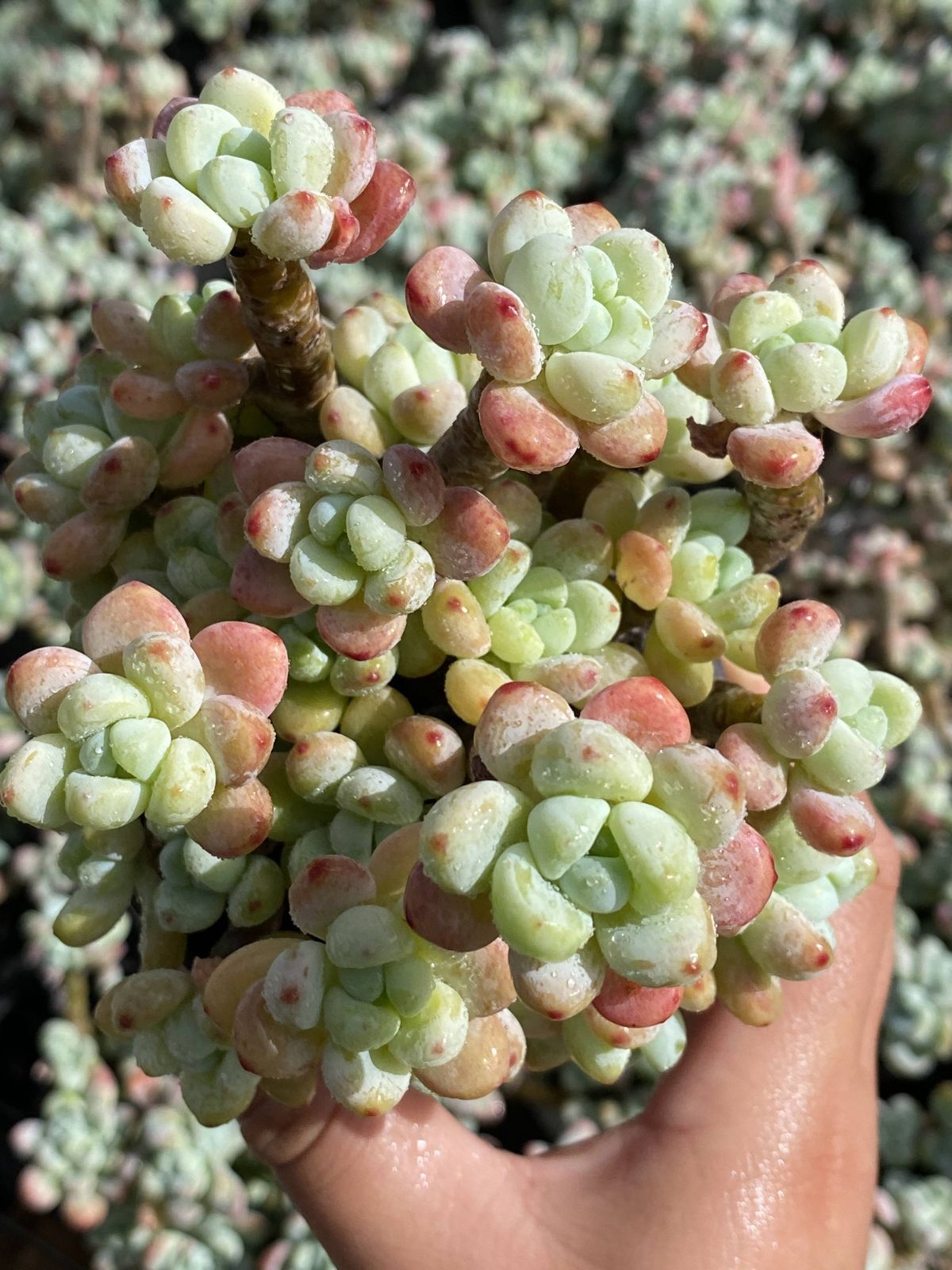 18株の抜き苗セット ラウルニシキ 多肉植物 佐川急便発送 エケベリア