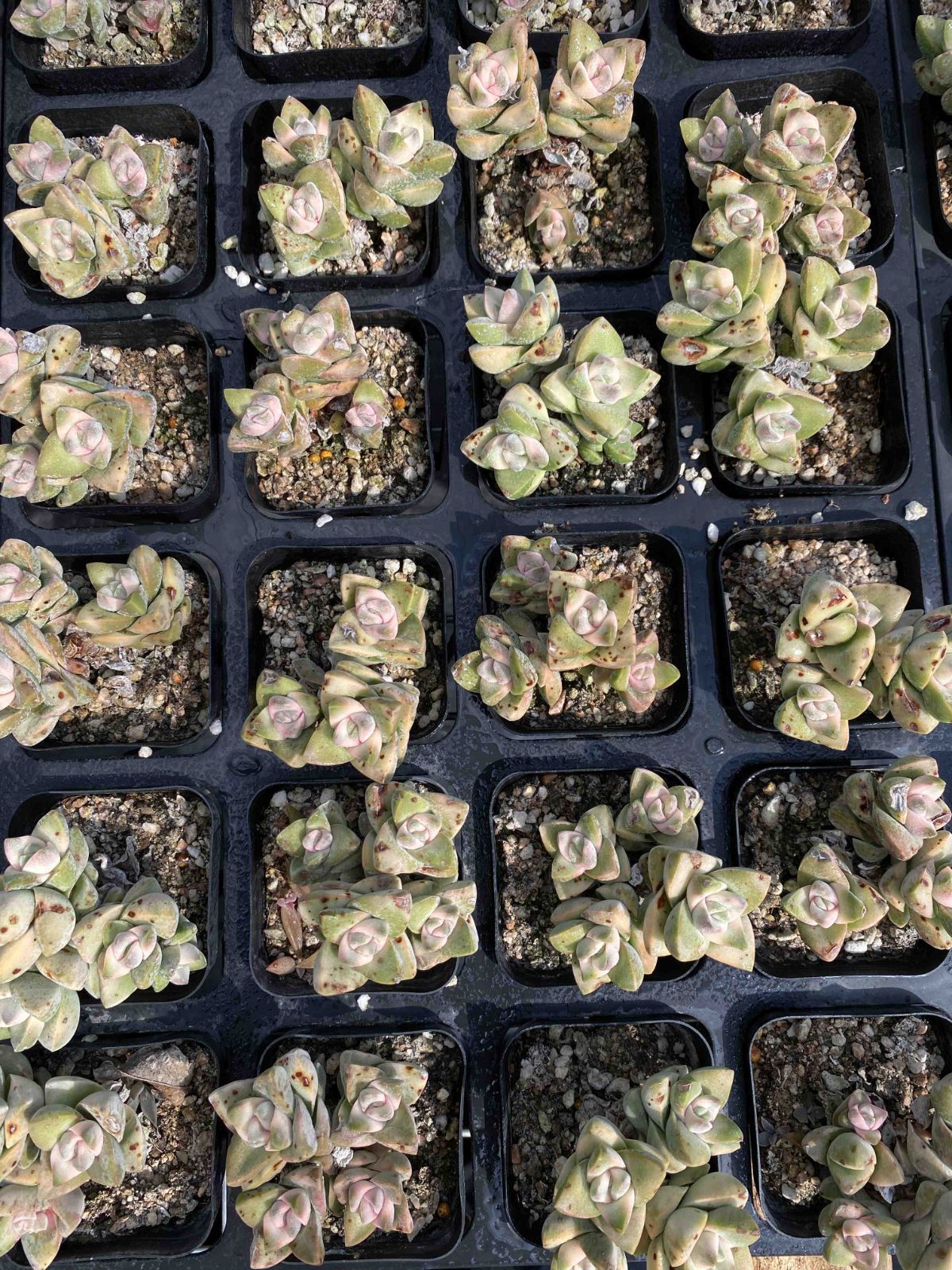 50株の抜き苗セット キノガワ 多肉植物 佐川急便発送 エケベリア 韓国