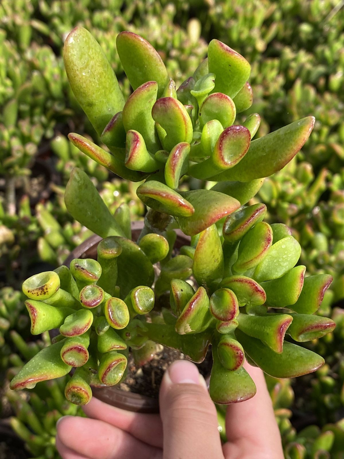 50株の抜き苗セット ハッピーツリー 多肉植物 佐川急便発送 エケベリア