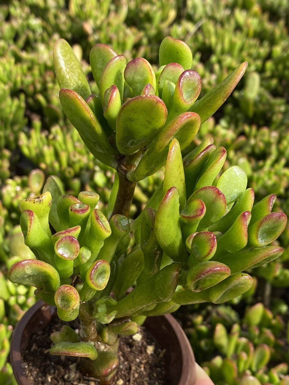 50株の抜き苗セット ハッピーツリー 多肉植物 佐川急便発送 エケベリア