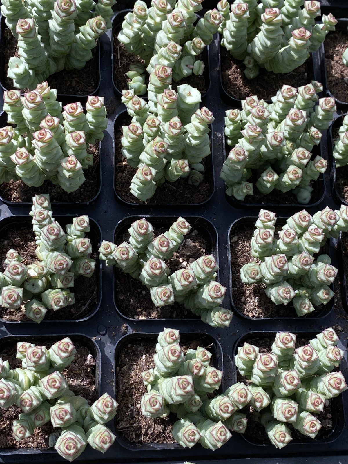 50株の抜き苗セット ゼニツナギ 多肉植物 佐川急便発送 エケベリア