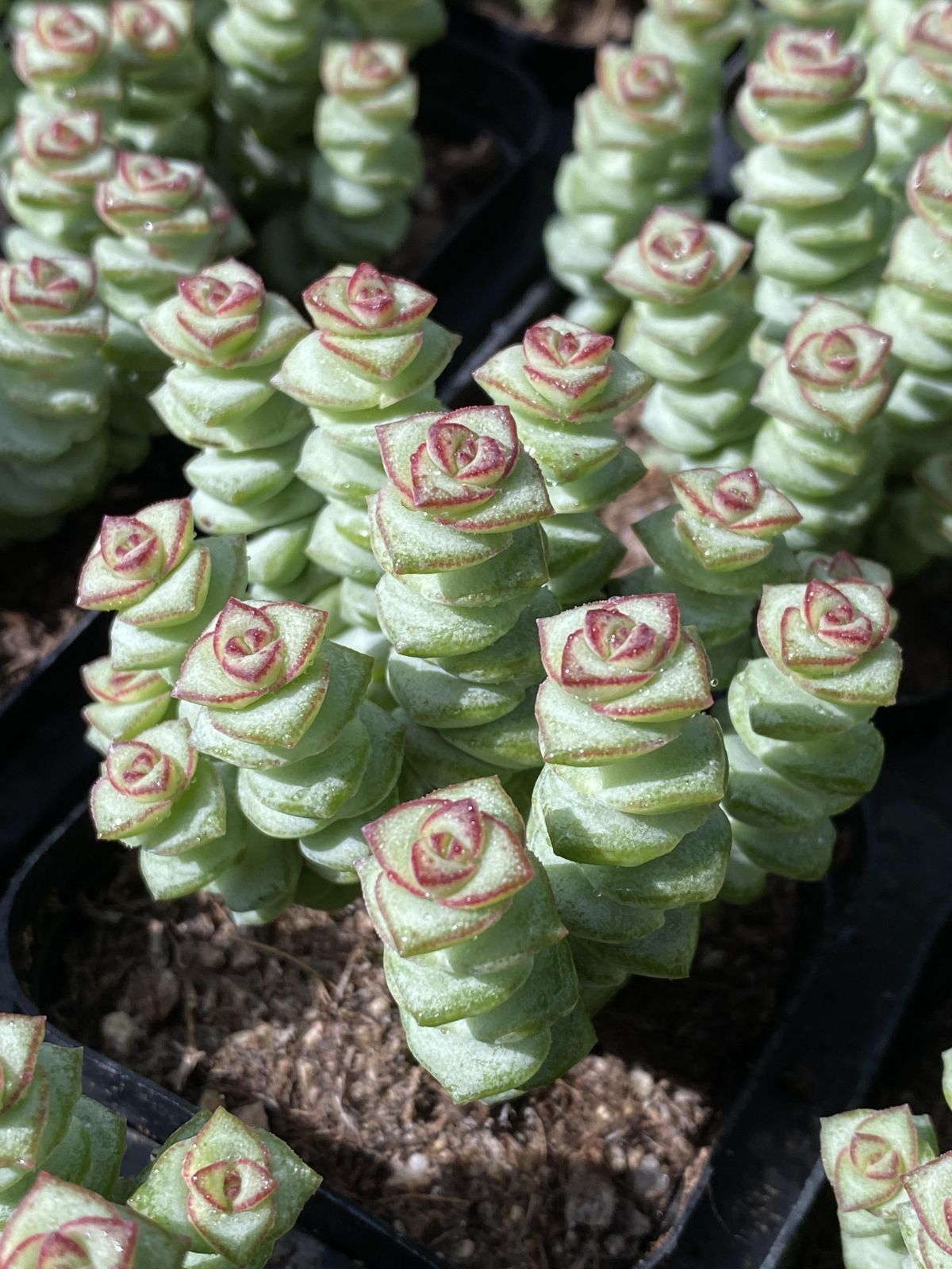 50株の抜き苗セット ゼニツナギ 多肉植物 佐川急便発送 エケベリア