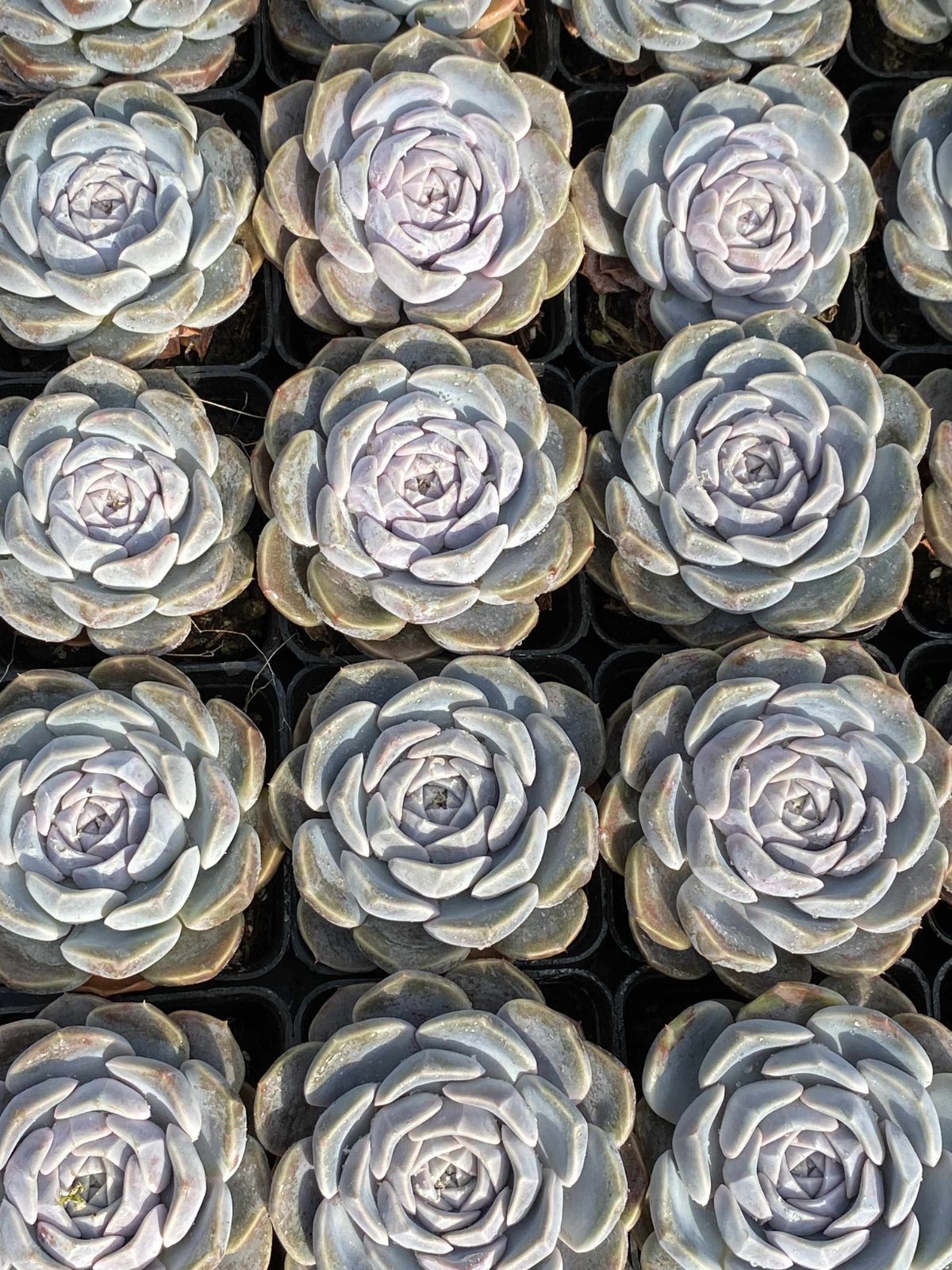 新入荷 50株の抜き苗セット ハンバーガー 多肉植物 佐川急便発送