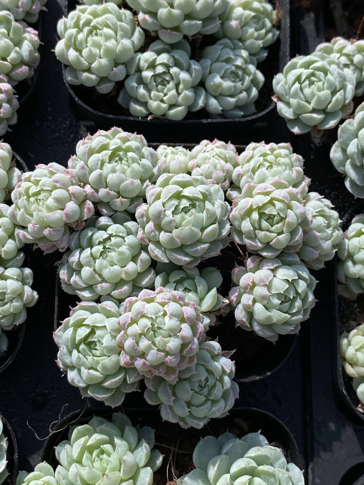 新入荷 32株の抜き苗セット ヨウシニシキ 多肉植物 佐川急便発送
