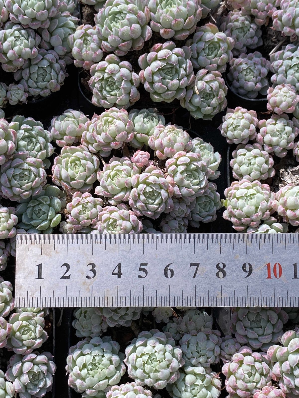 新入荷 32株の抜き苗セット ヨウシニシキ 多肉植物 佐川急便発送