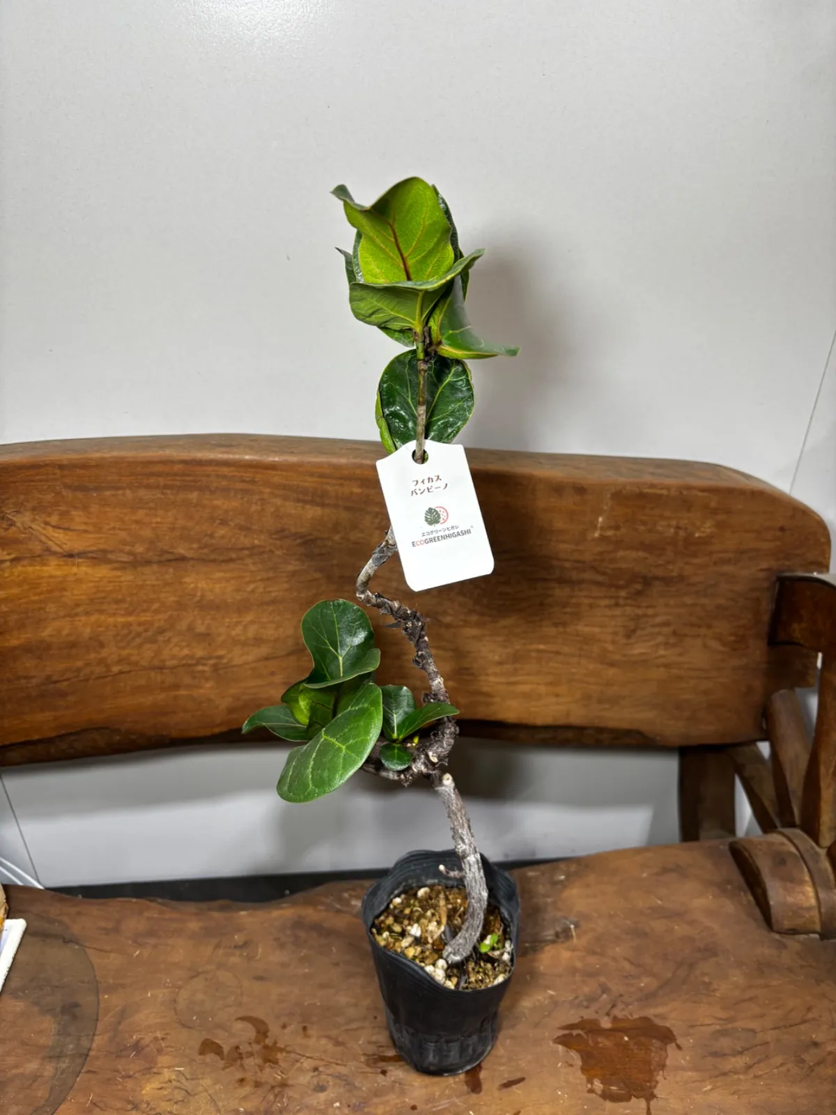 2026年最新】カシワバゴムの木の人気アイテム - メルカリ