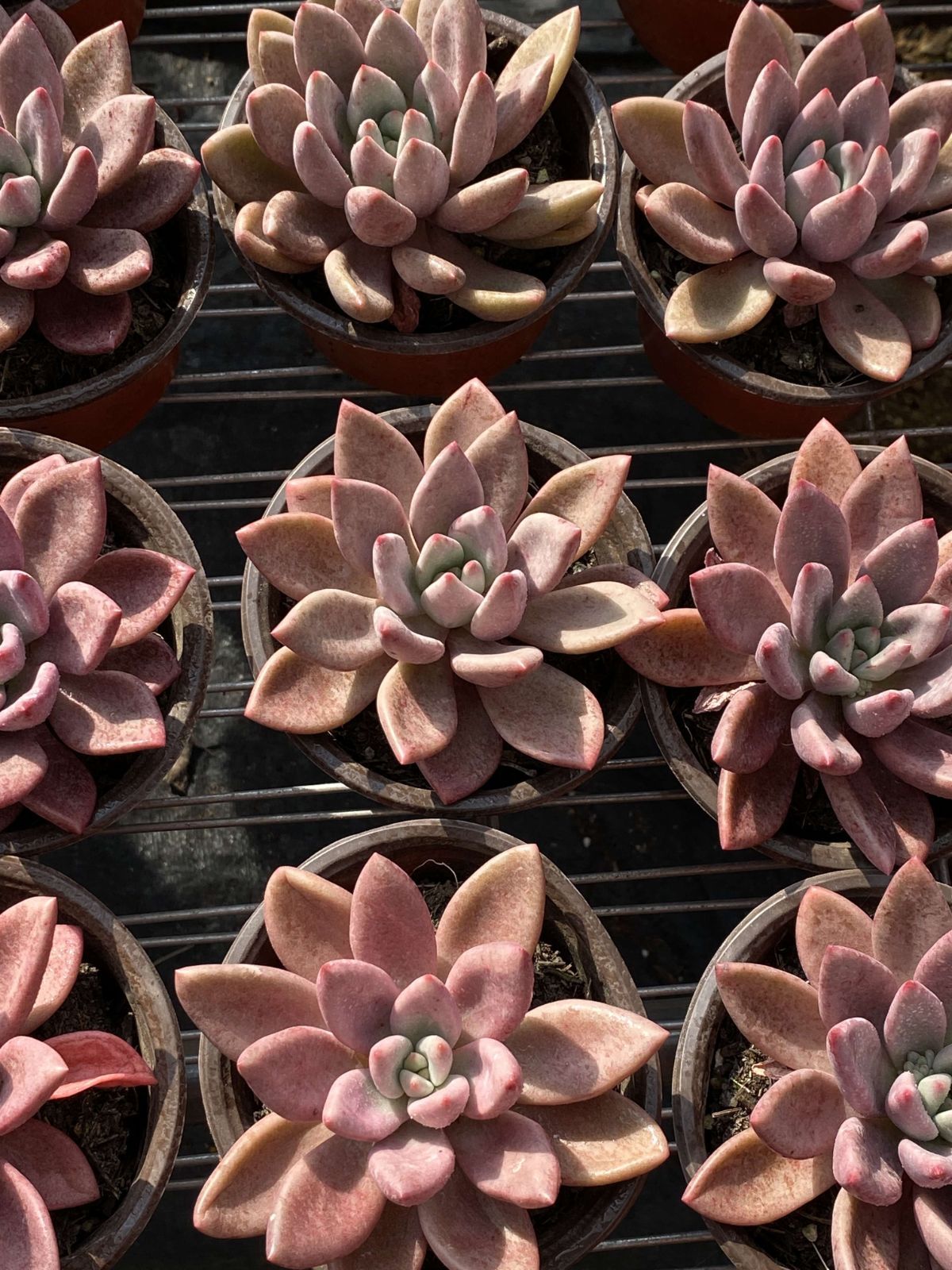 18株の抜き苗セット トウカゲン 多肉植物 佐川急便発送 エケベリア