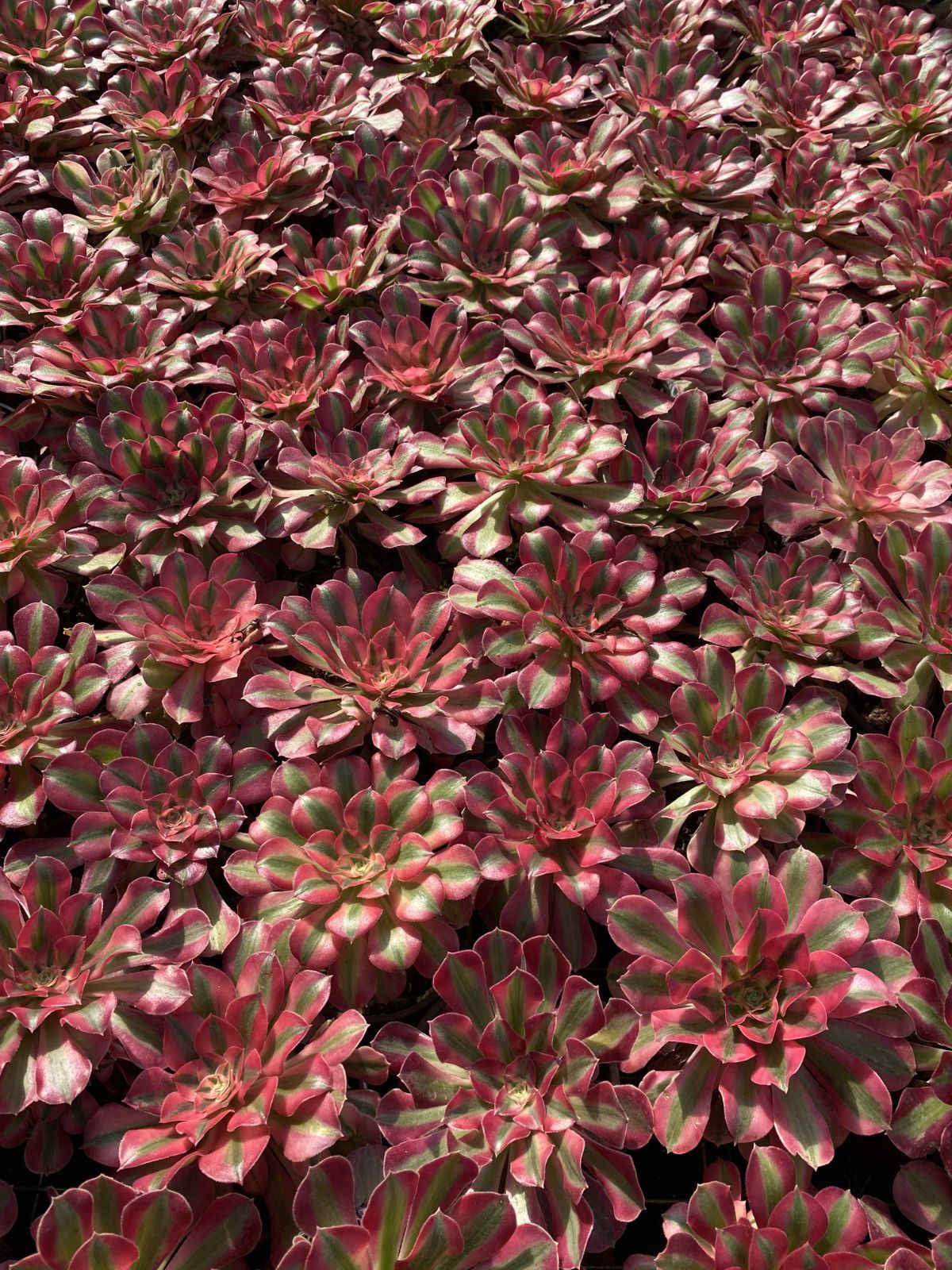 新入荷 18株の抜き苗セット ピンニュージャ 多肉植物 佐川急便発送