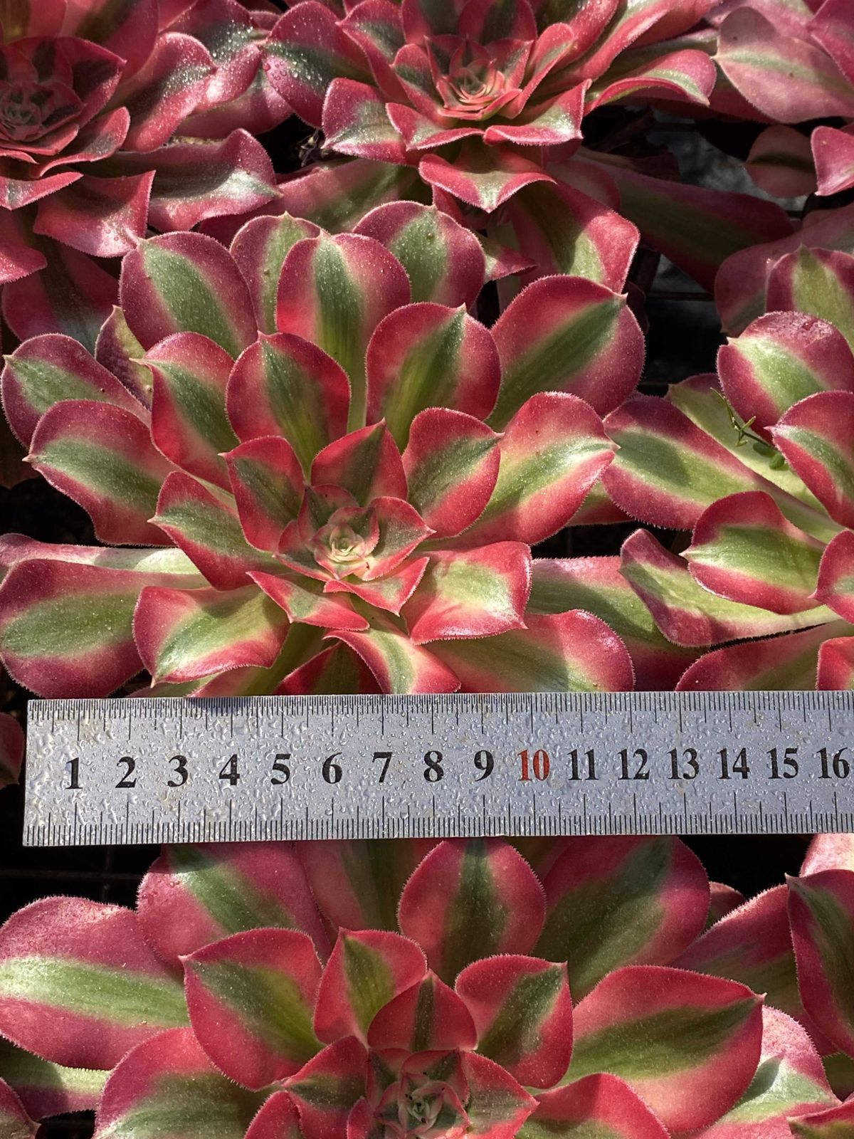 新入荷 18株の抜き苗セット ピンニュージャ 多肉植物 佐川急便発送