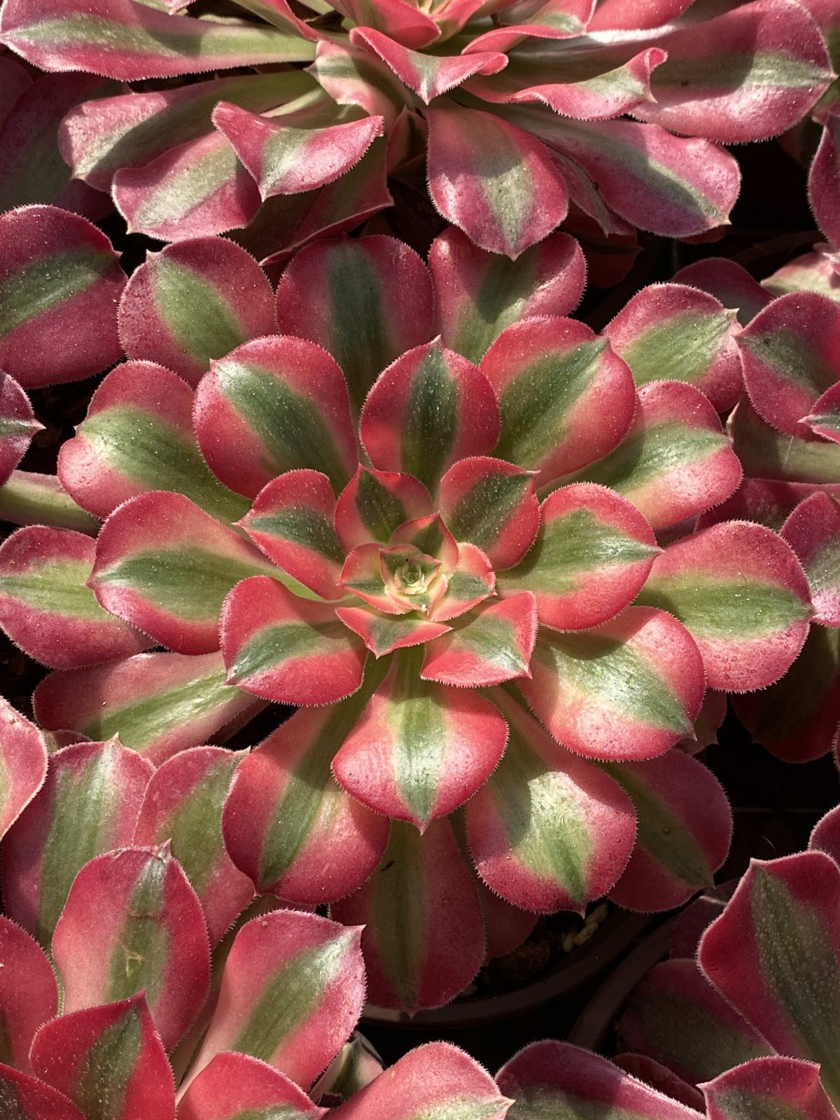 新入荷 18株の抜き苗セット ピンニュージャ 多肉植物 佐川急便発送