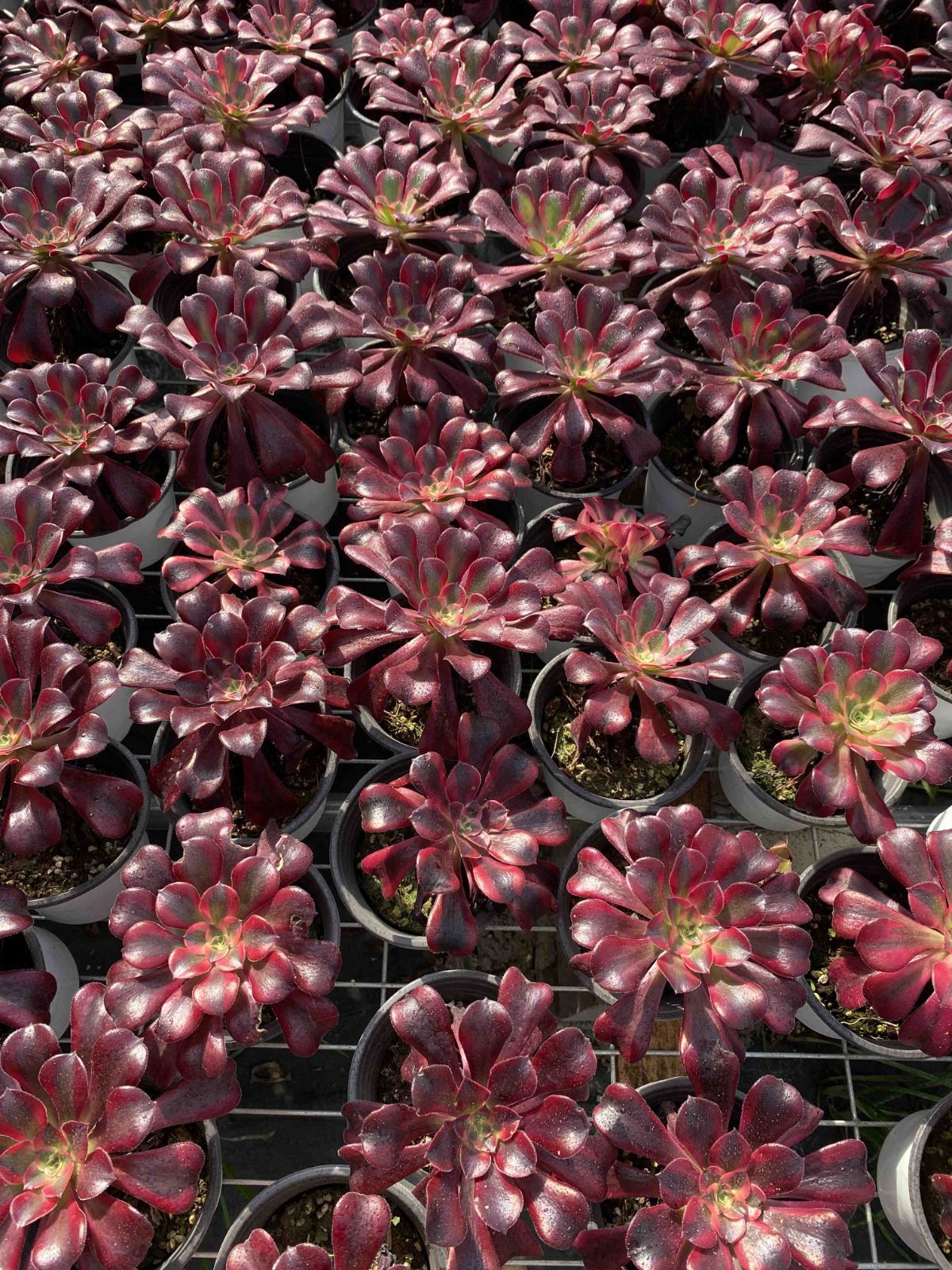 18株の抜き苗セット メドゥーサ 多肉植物 佐川急便発送 エケベリア