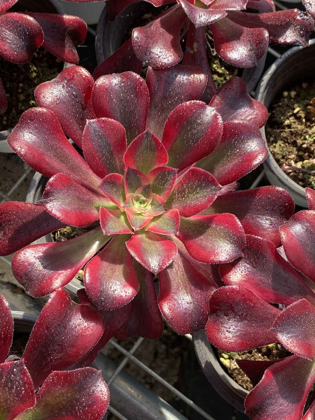 18株の抜き苗セット メドゥーサ 多肉植物 佐川急便発送 エケベリア