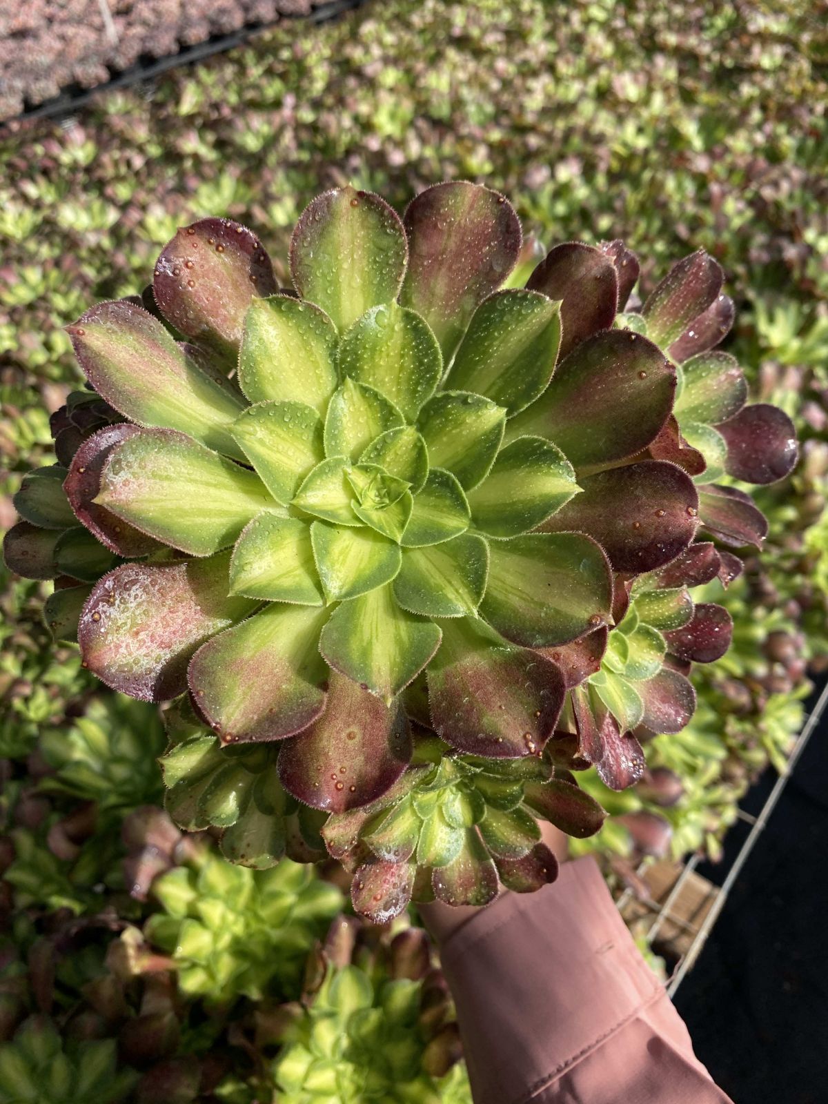 25株の抜き苗セット ショウカヨウ 多肉植物 佐川急便発送 エケベリア