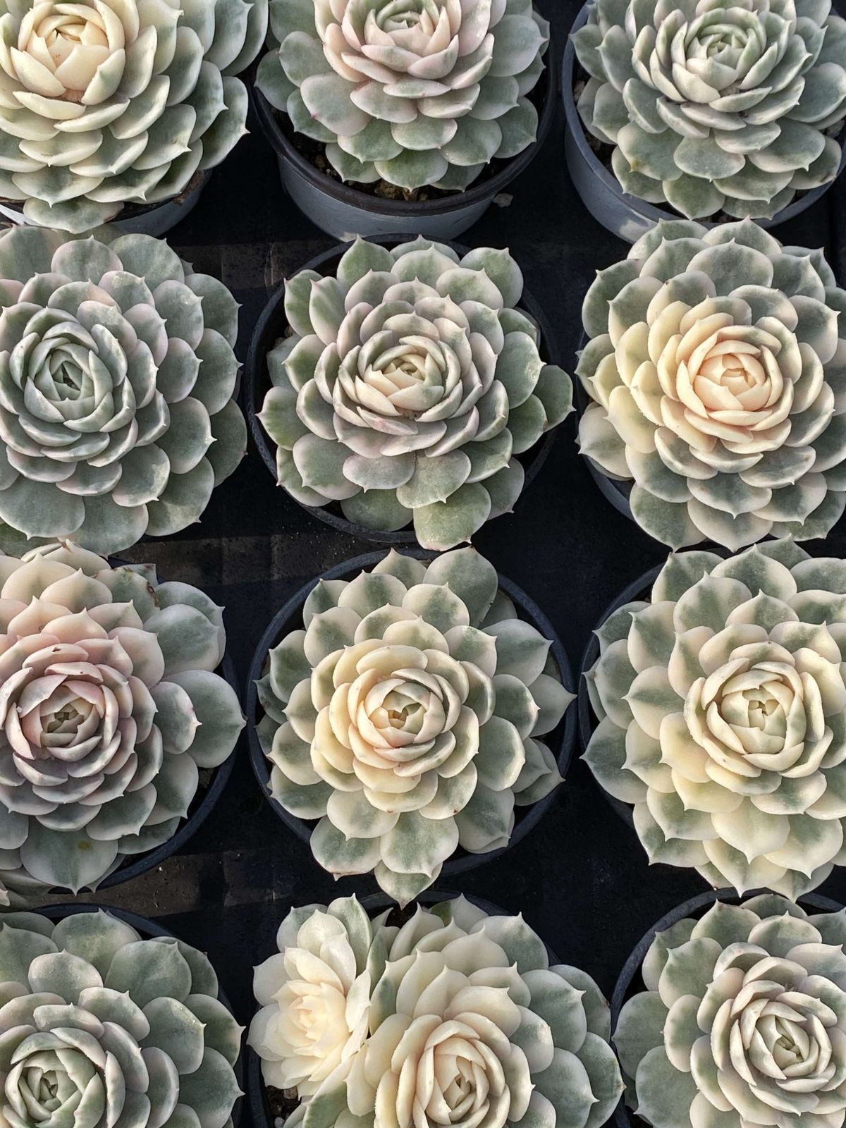 18株の抜き苗セット アンスノーニシキ 多肉植物 佐川急便発送