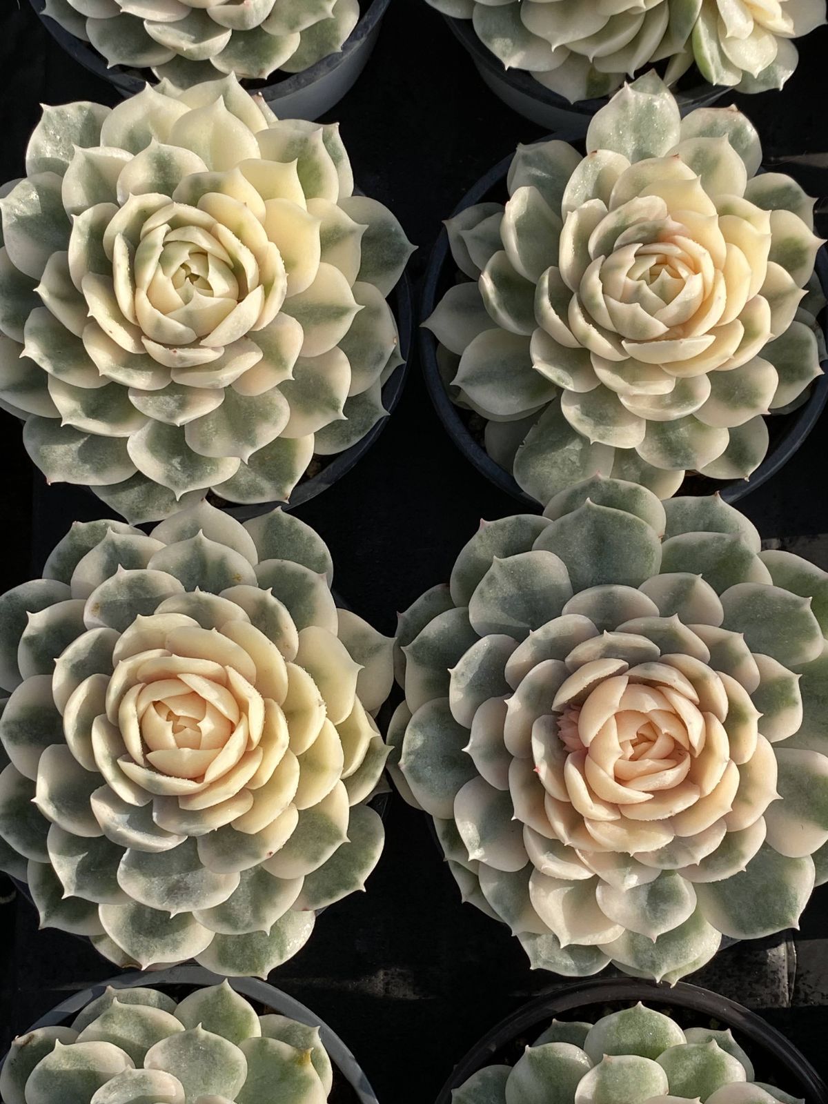 18株の抜き苗セット アンスノーニシキ 多肉植物 佐川急便発送