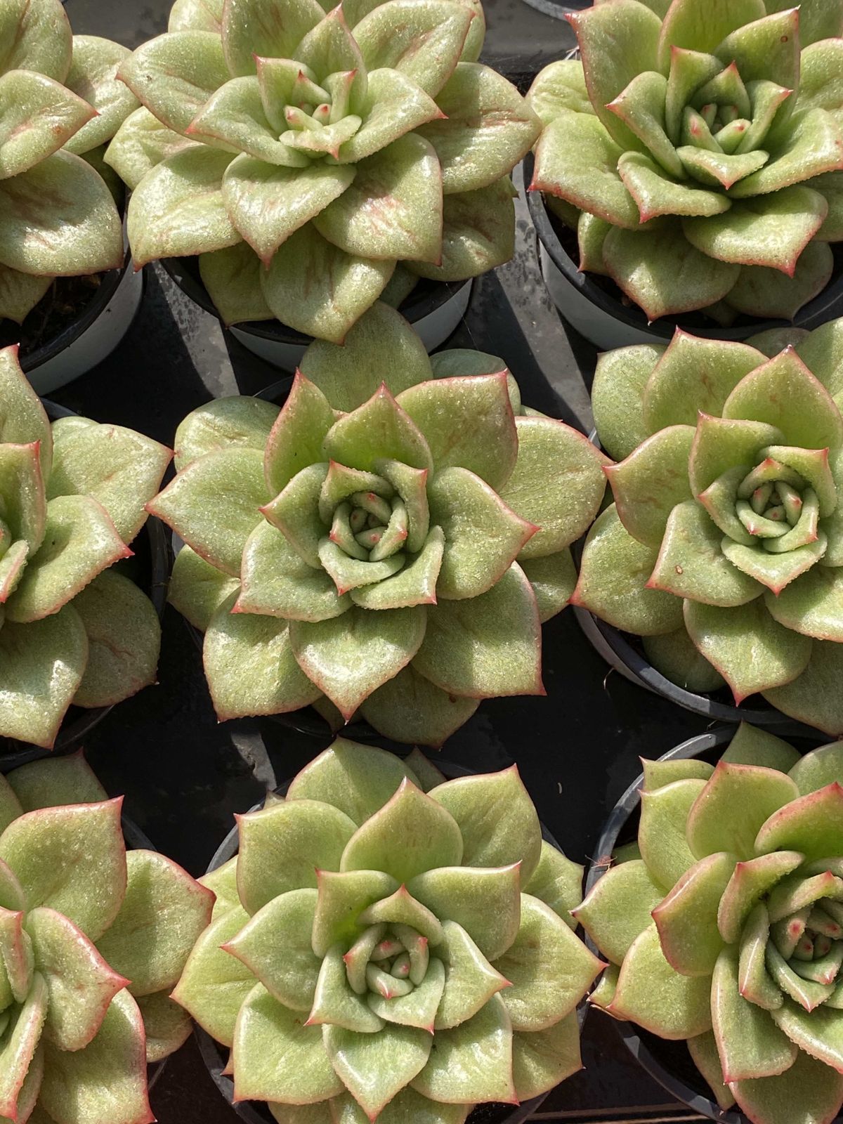 18株の抜き苗セット バラマリア 多肉植物 佐川急便発送 エケベリア