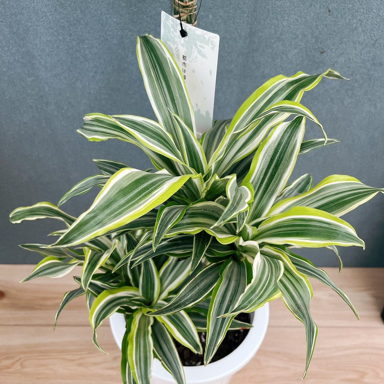 現品］【希少】70番 ドラセナ サプライズ 8号 観葉植物 室内 斑入り
