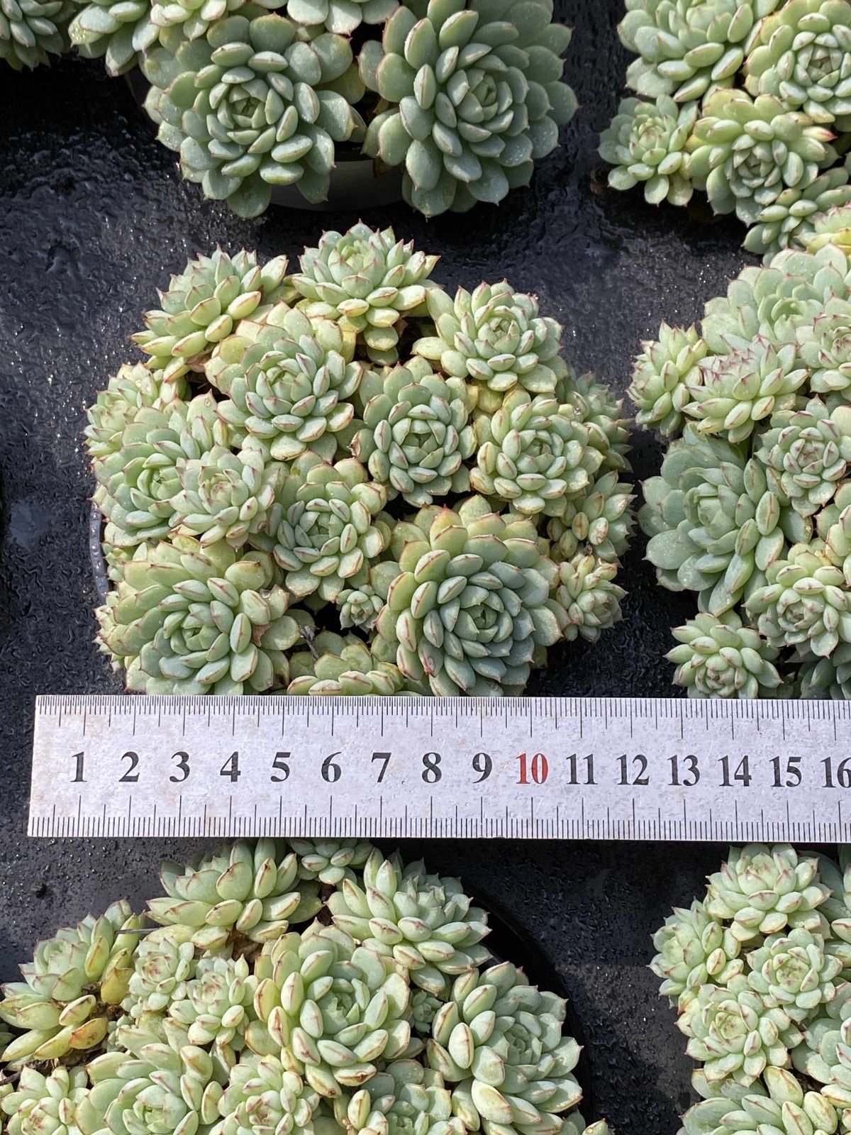 15株の抜き苗セット ショウコウセン 多肉植物 佐川急便発送 エケベリア