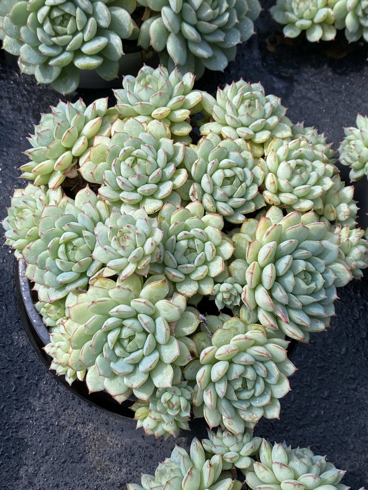 15株の抜き苗セット ショウコウセン 多肉植物 佐川急便発送 エケベリア