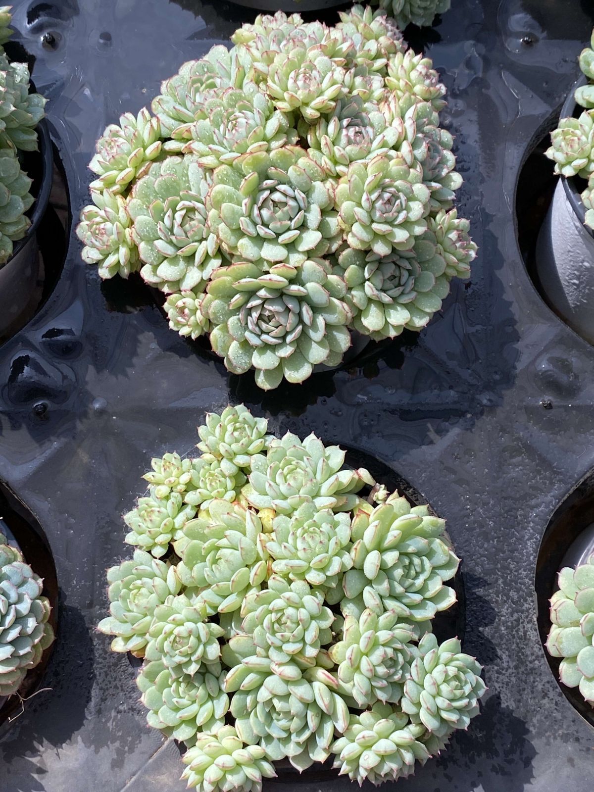 15株の抜き苗セット ショウコウセン 多肉植物 佐川急便発送 エケベリア