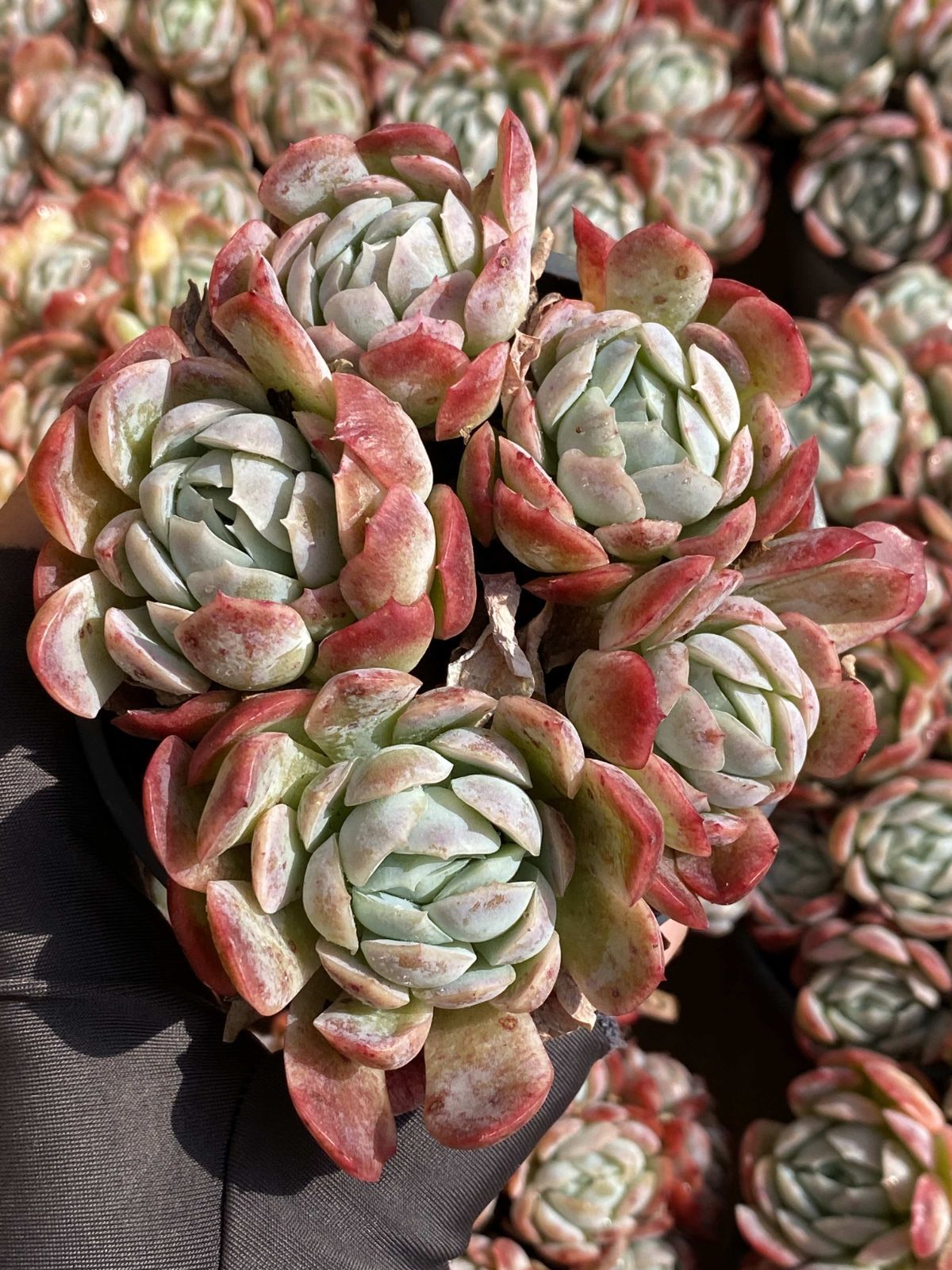 18株の抜き苗セット ベリー 多肉植物 佐川急便発送 エケベリア 韓国苗