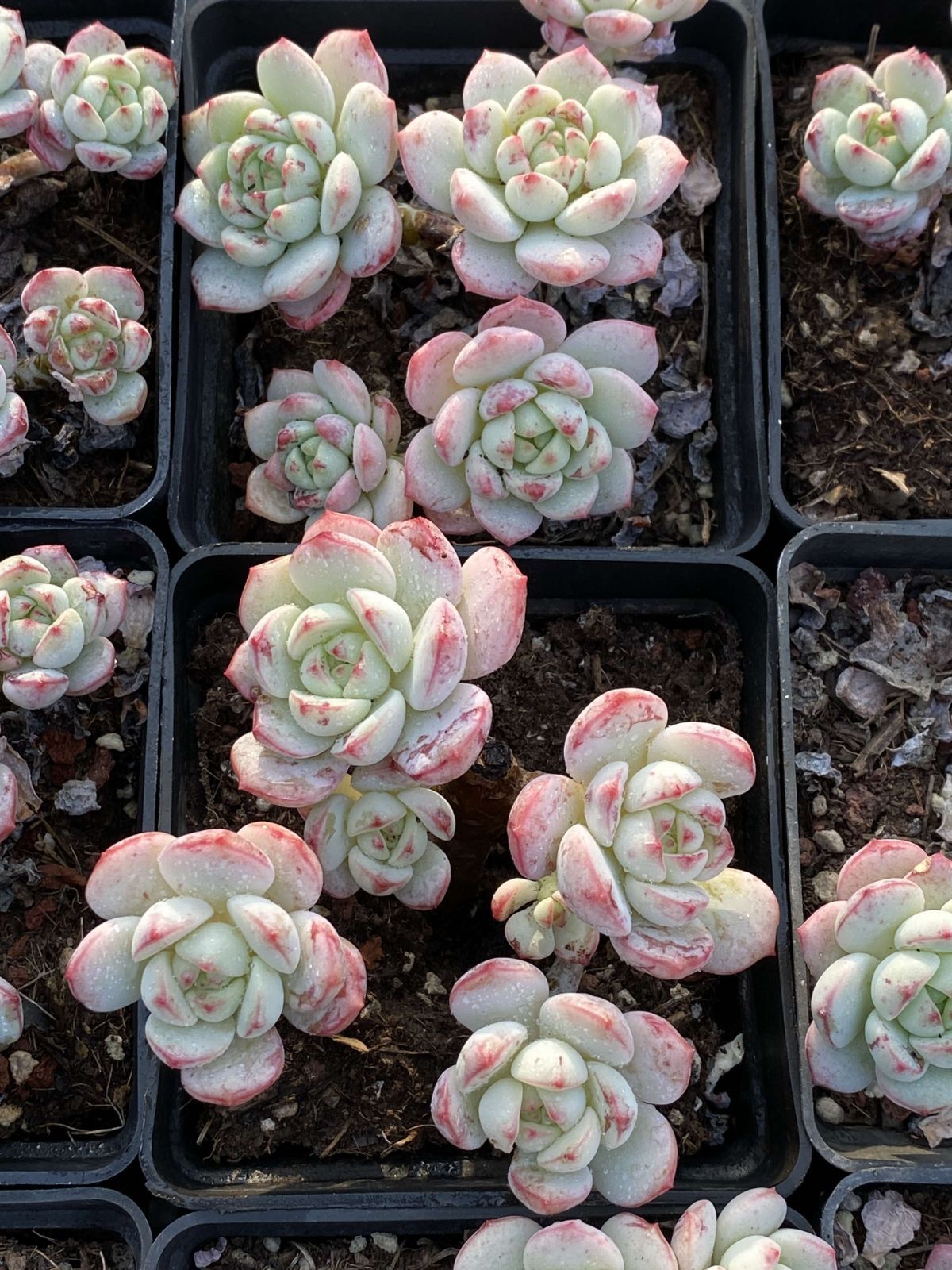 18株の抜き苗セット バニラ 多肉植物 佐川急便発送 エケベリア 韓国苗