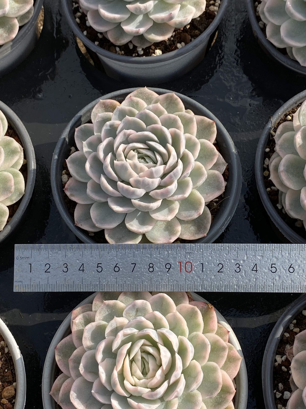 15株の抜き苗セット メキシコオレンジセッキュウ 多肉植物 佐川急便