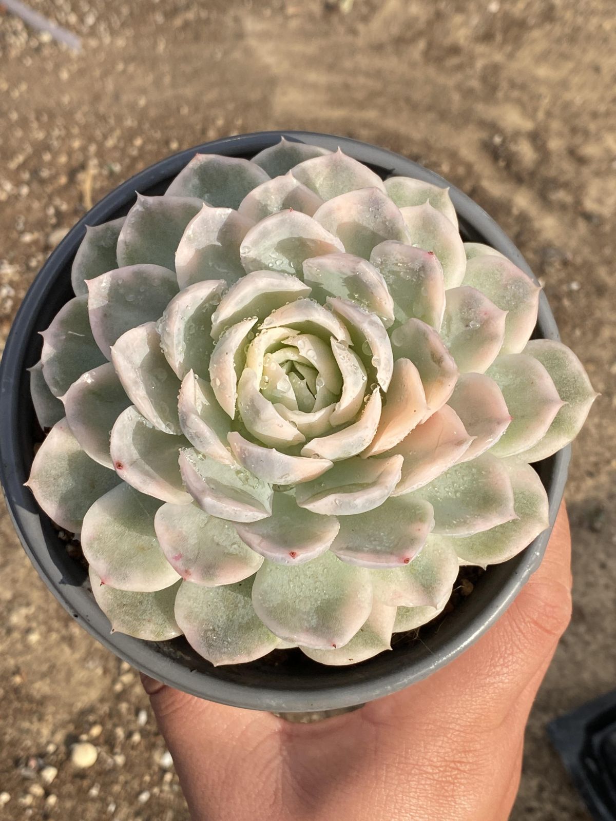 15株の抜き苗セット メキシコオレンジセッキュウ 多肉植物 佐川急便