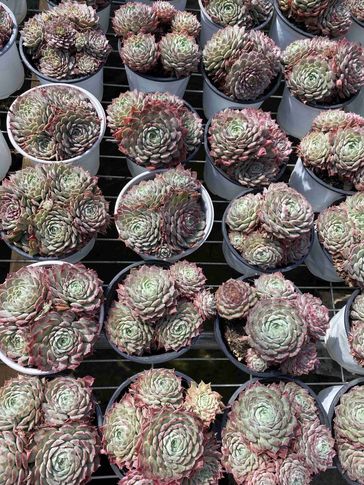 ソウカクデン抜き苗・発送休止 18株の抜き苗セット シュサシ 多肉植物 佐川急便発送 エケベリア 韓国