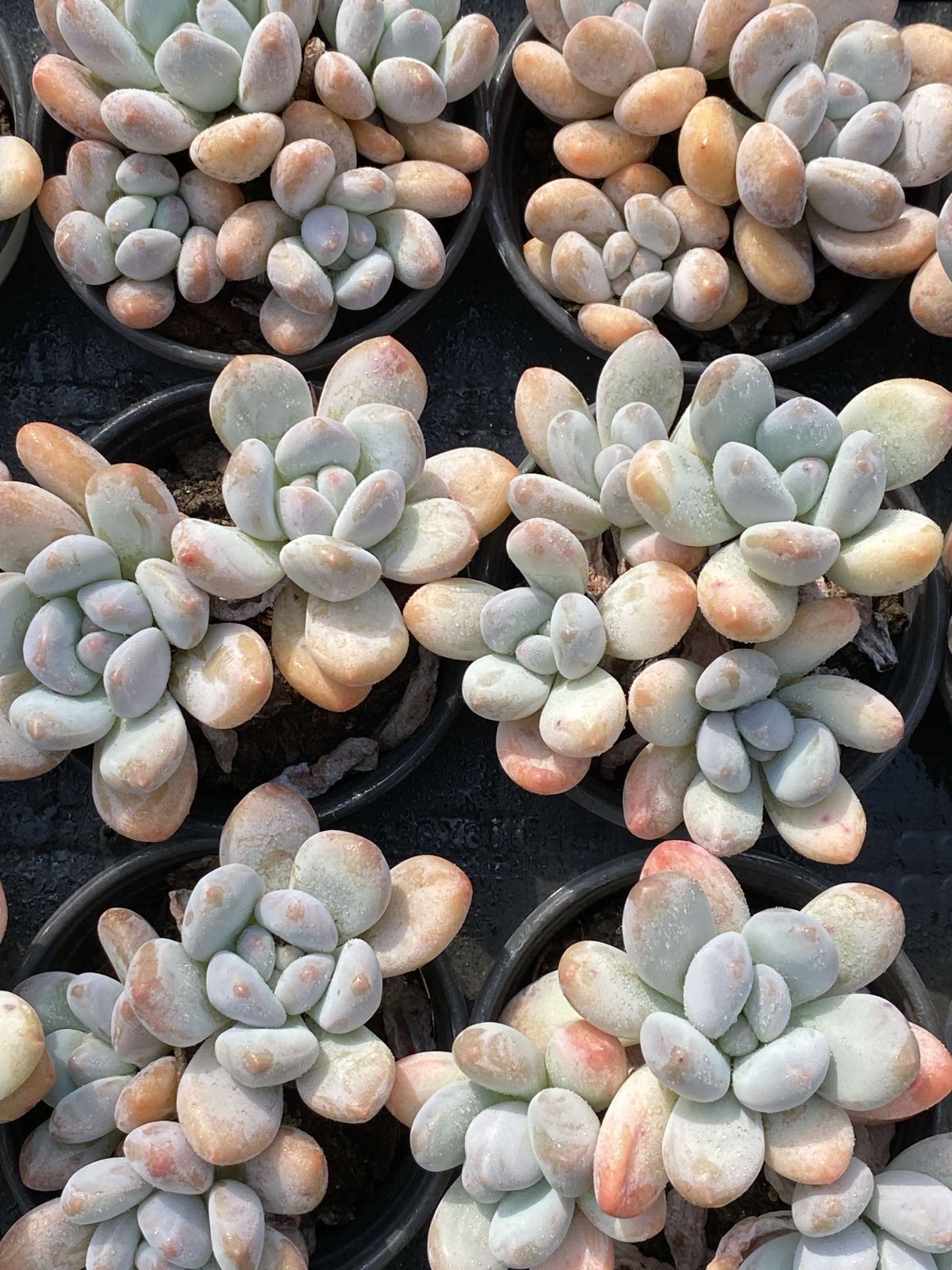 18株の抜き苗セット コウスイ 多肉植物 佐川急便発送 エケベリア 韓国