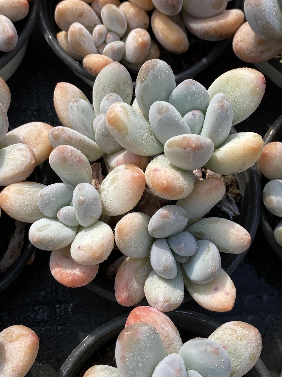 18株の抜き苗セット コウスイ 多肉植物 佐川急便発送 エケベリア 韓国