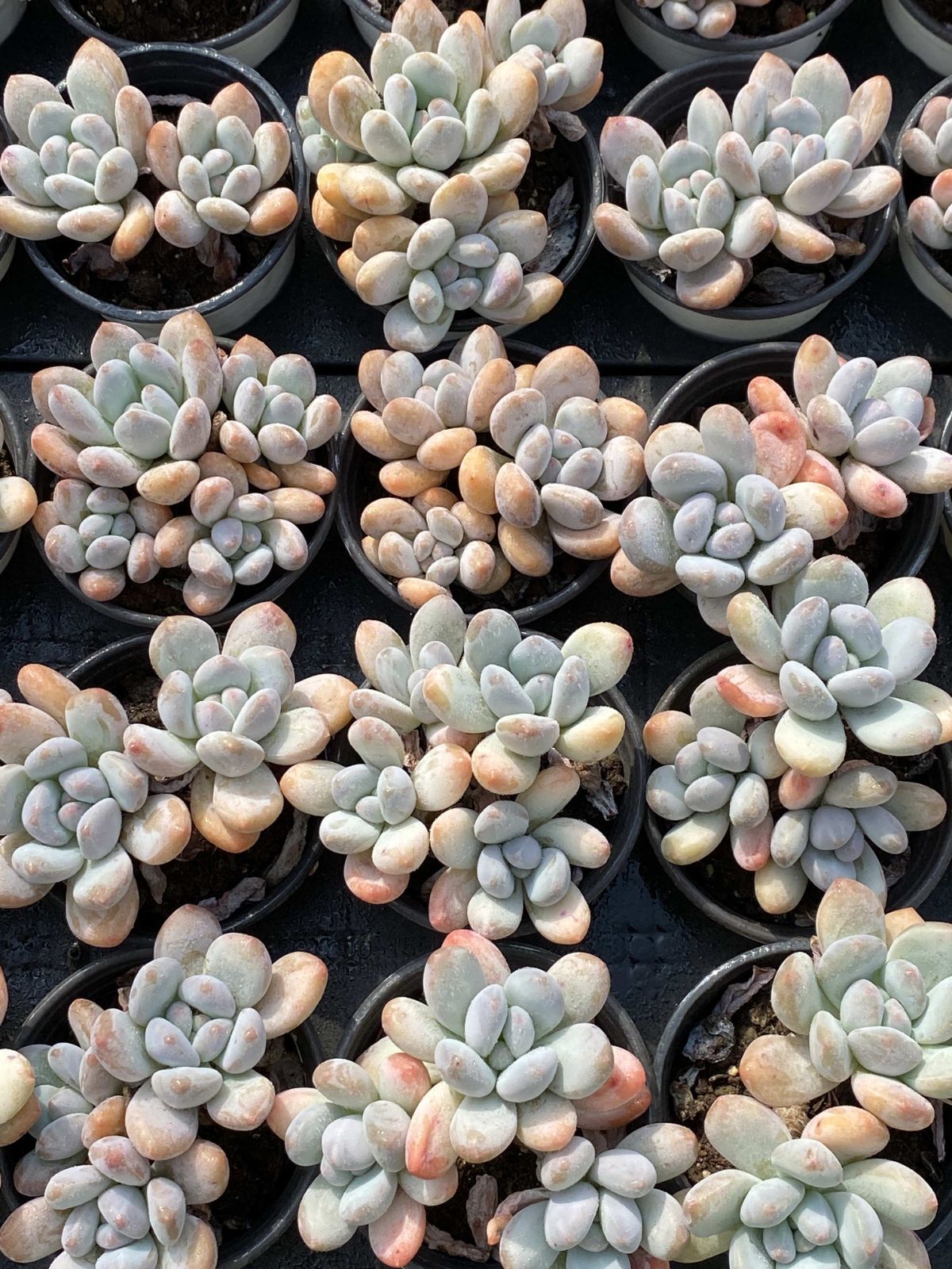 18株の抜き苗セット コウスイ 多肉植物 佐川急便発送 エケベリア 韓国