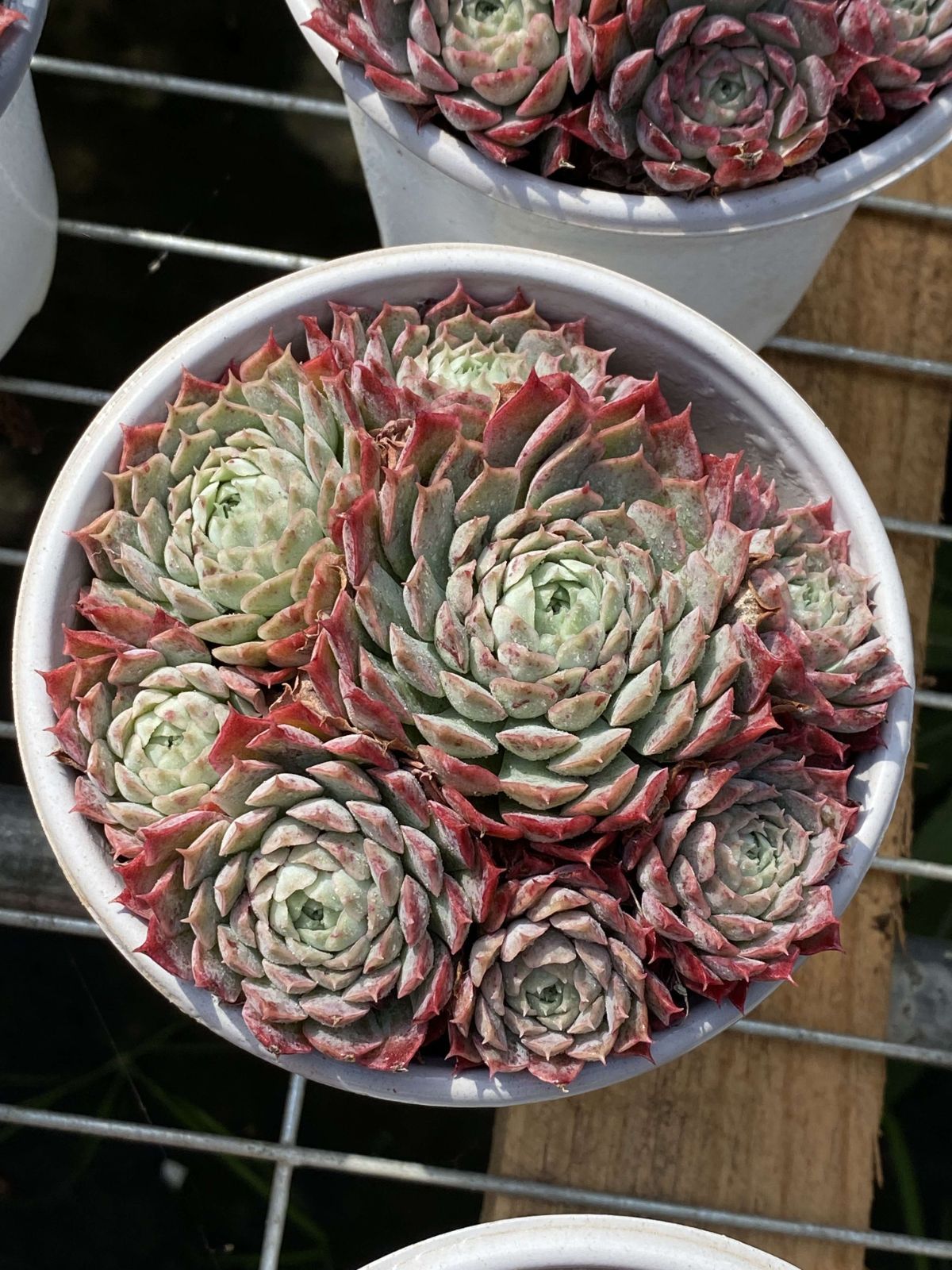 新入荷 18株の抜き苗セット シュサシ 多肉植物 佐川急便発送