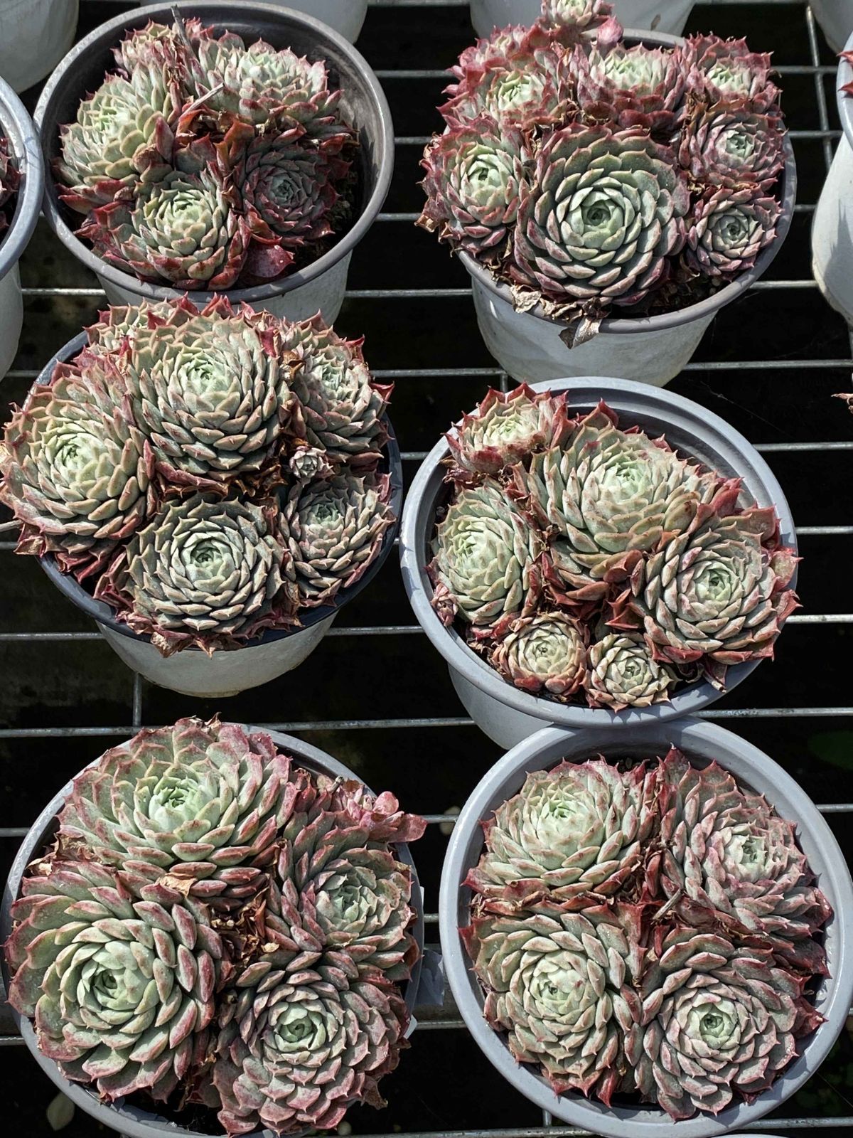 18株の抜き苗セット シュサシ 多肉植物 佐川急便発送 エケベリア 韓国