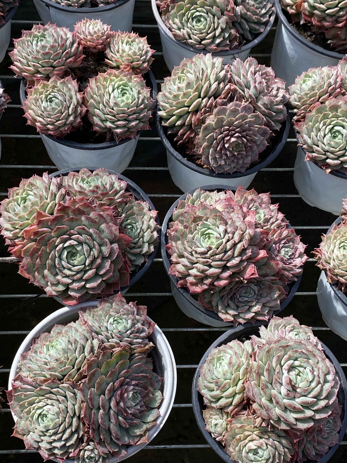 新入荷 18株の抜き苗セット シュサシ 多肉植物 佐川急便発送