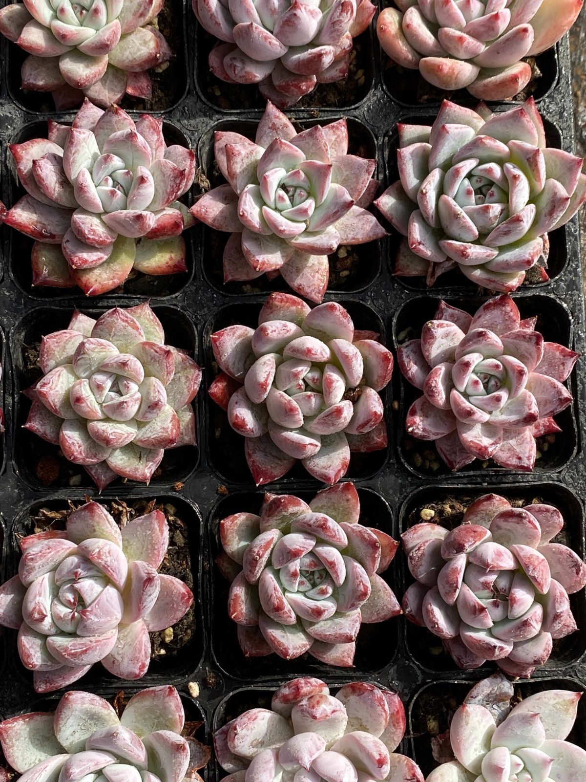 50株の抜き苗セット エメラルド 多肉植物 佐川急便発送 エケベリア