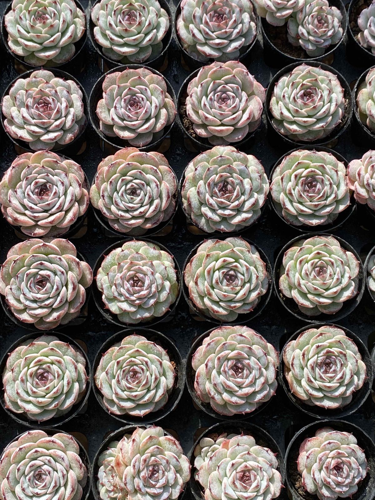 50株の抜き苗セット ムラサキザクロ 多肉植物 佐川急便発送 エケベリア