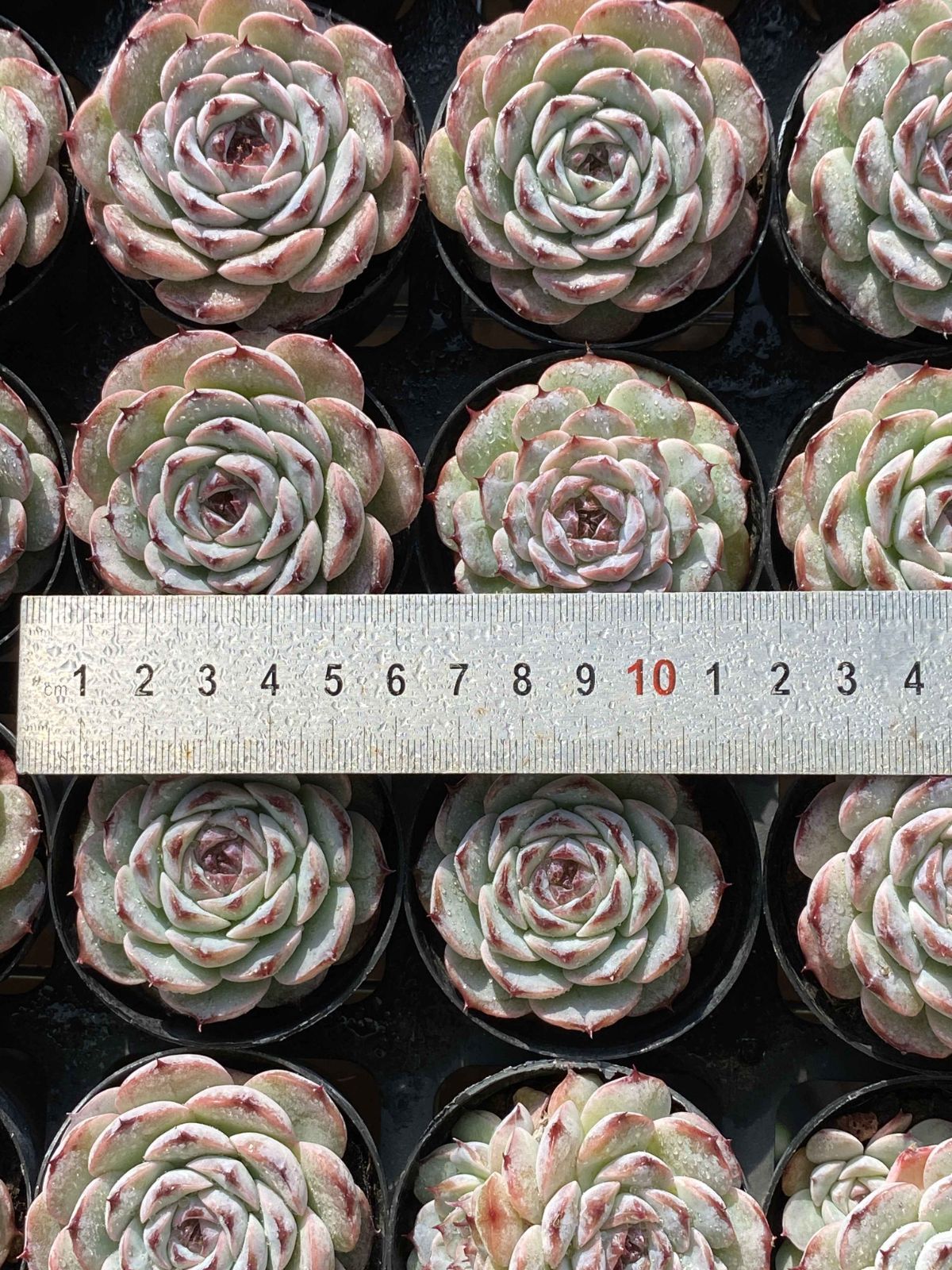 50株の抜き苗セット ムラサキザクロ 多肉植物 佐川急便発送 エケベリア